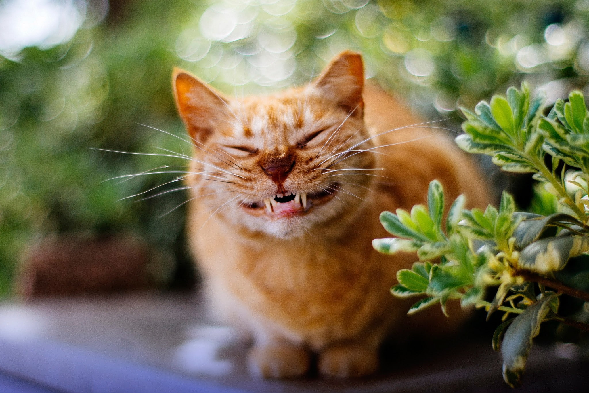 animals, 1080P, smiling, mischevious grin, cat, HD Wallpaper