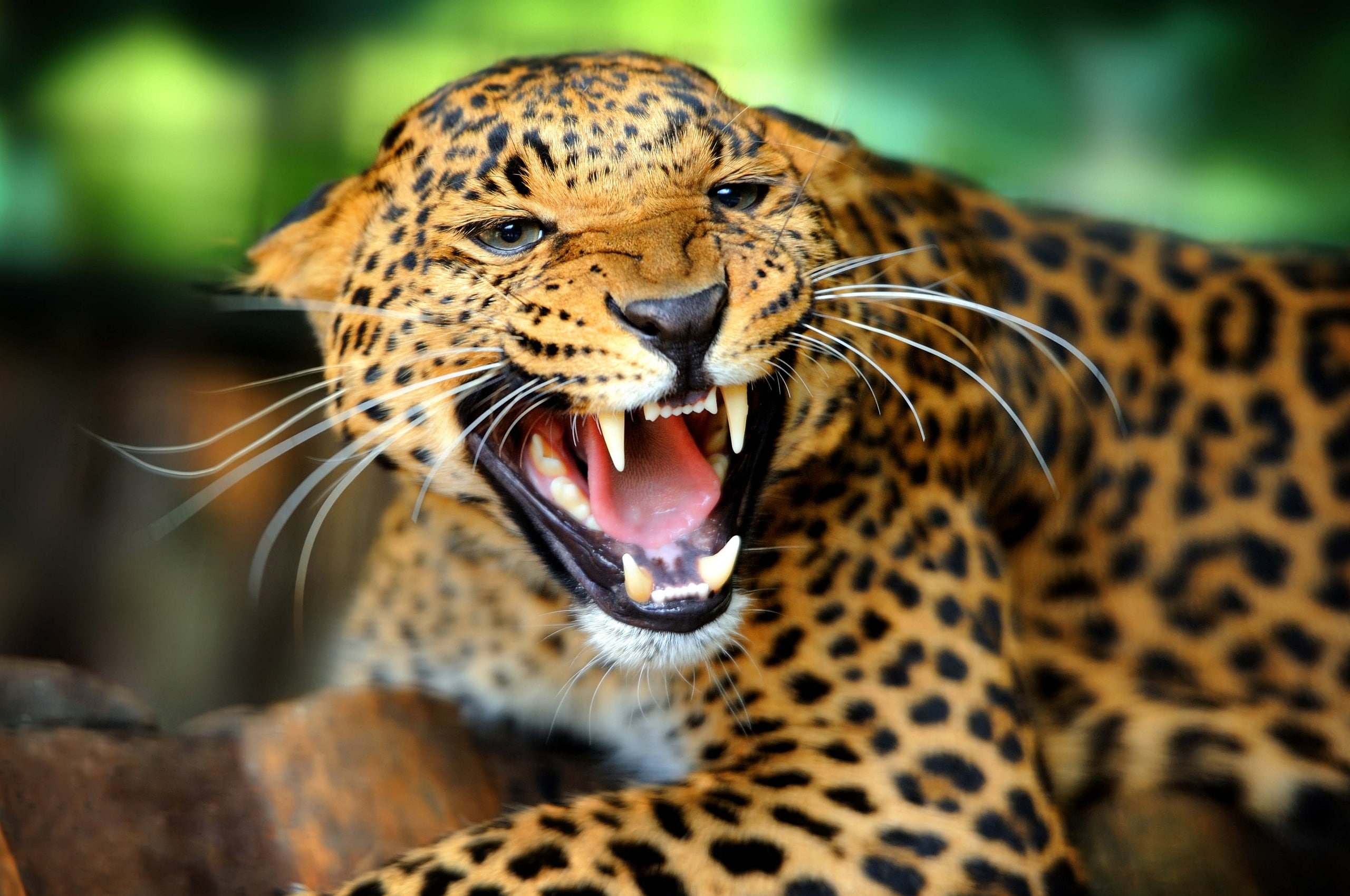 whisker, vertebrate, animals in the wild, one animal, animal body part, roaring, mammal, snarling, no people, focus on foreground, face, animal, animal wildlife, HD Wallpaper