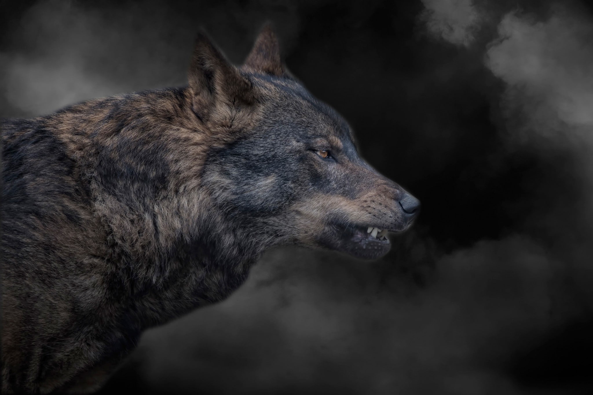 wolf, smoke, grin, wolf grin, 1080P, HD Wallpaper