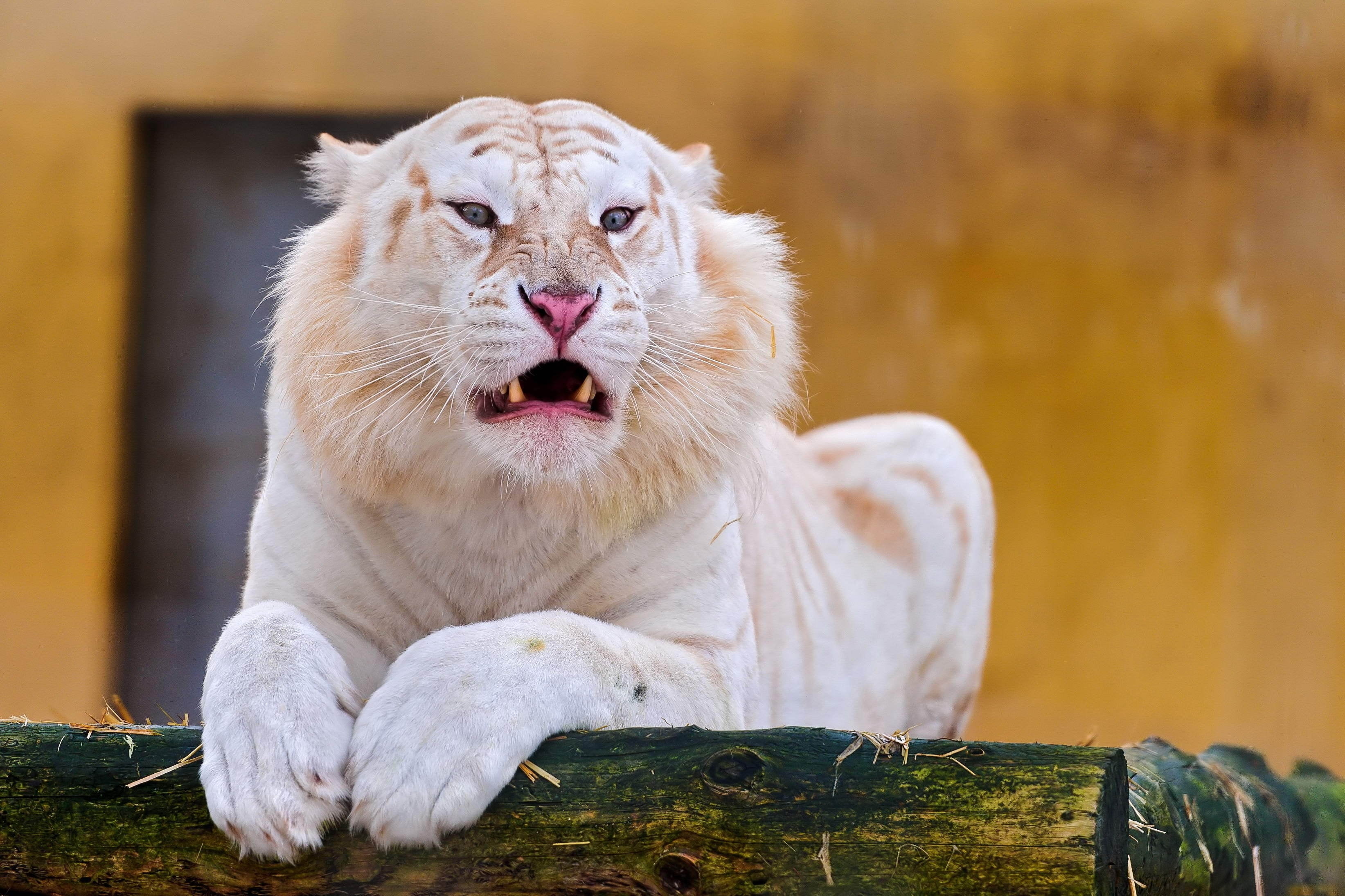 animal Teeth, lion - Feline, carnivore, animal body part, animal wildlife, whisker, pets, focus on foreground, human Face, animal themes, mouth, vertebrate, HD Wallpaper