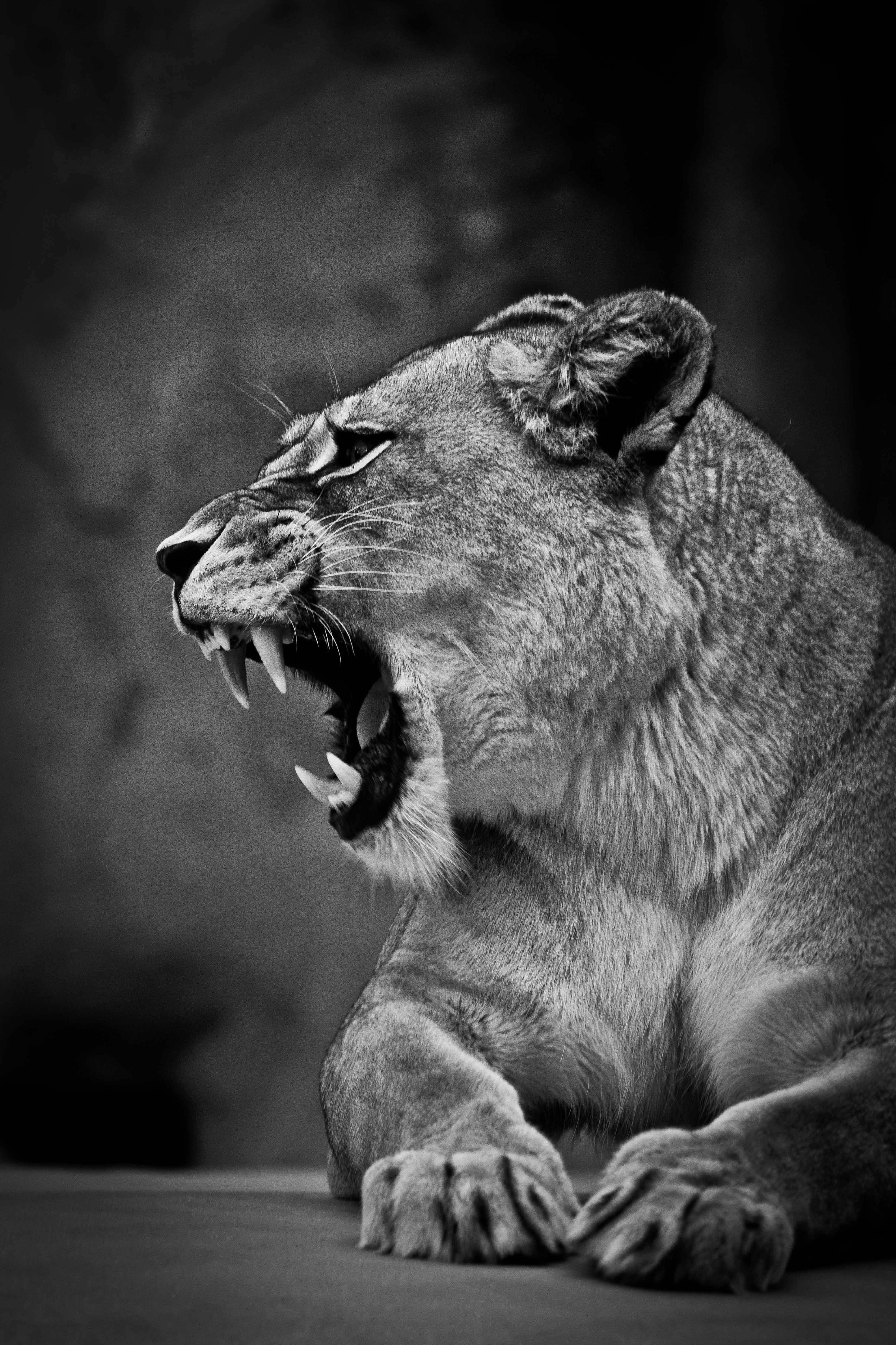 feline, animal, mammal, animals in the wild, emotion, big cat, bw, animal body part, predator, yawning, vertebrate, animal mouth, facial expression, grin, Phone HD Wallpaper