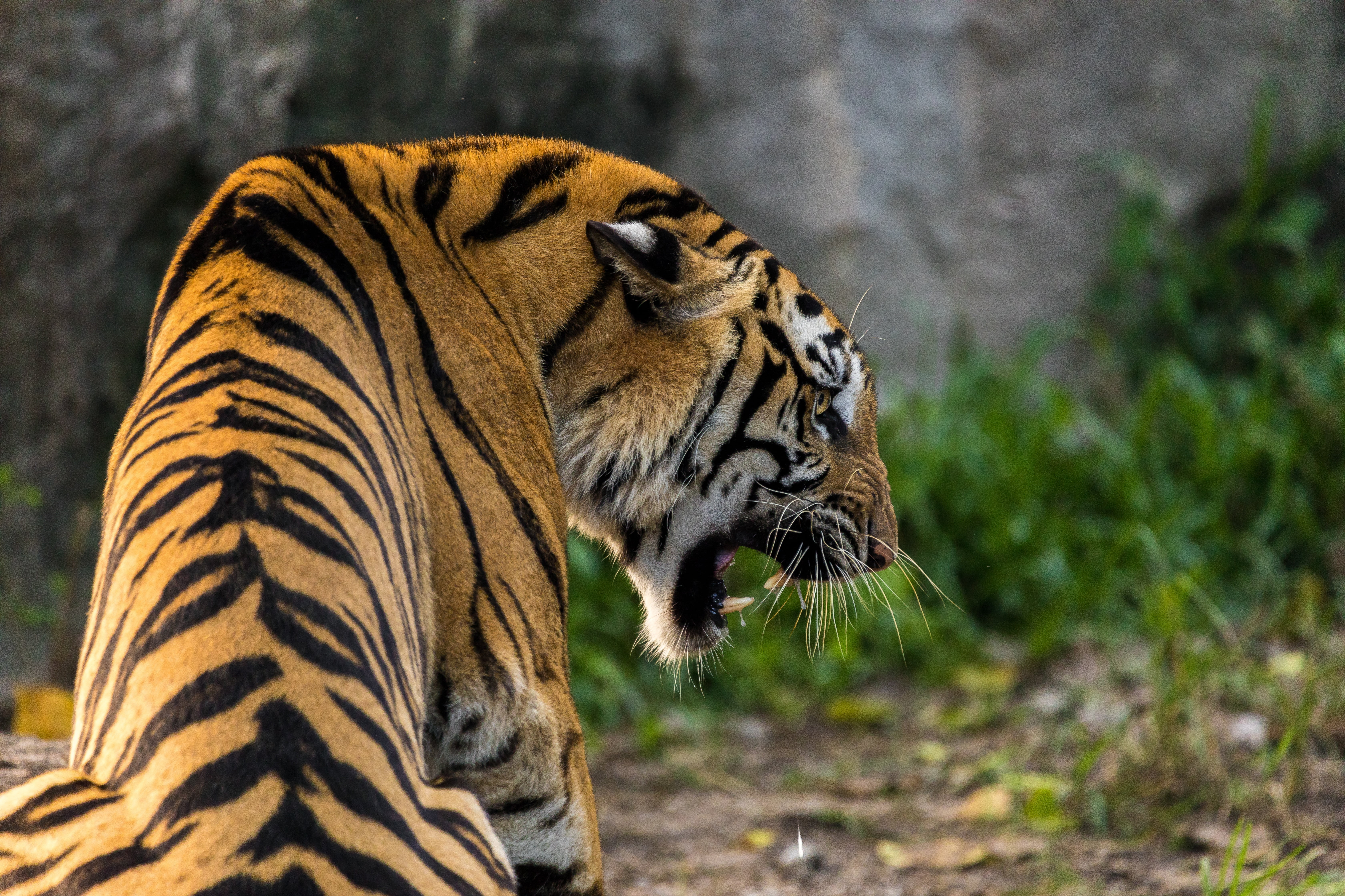 day, 5K, animal themes, fangs, predator, nature, striped, orange, whisker, animal head, carnivora, no people, mammal, tiger, animal wildlife, focus on foreground, HD Wallpaper