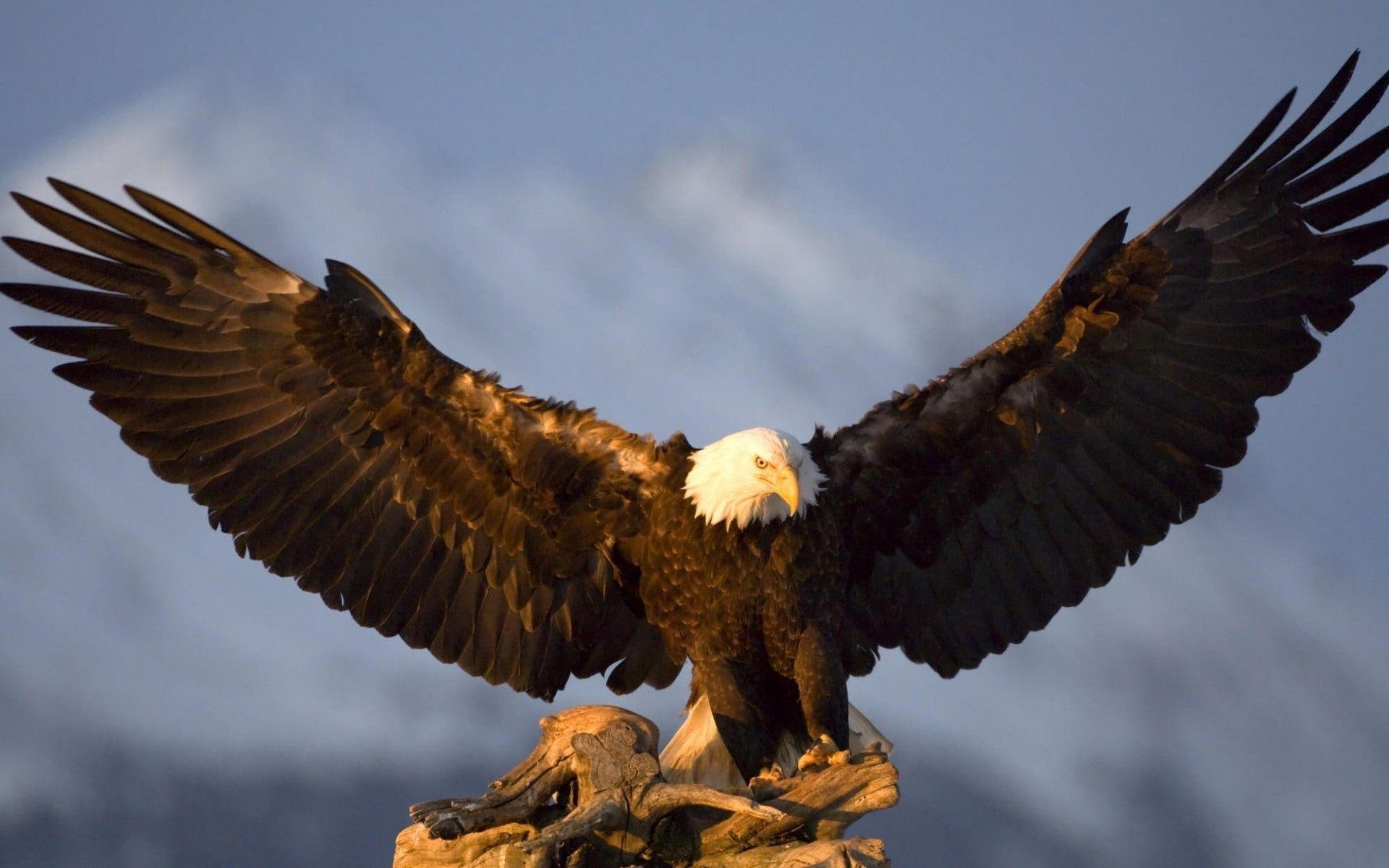wing, bird, 1920x1200, eagle, spreading, 1080P, wings, bard, animals, HD Wallpaper