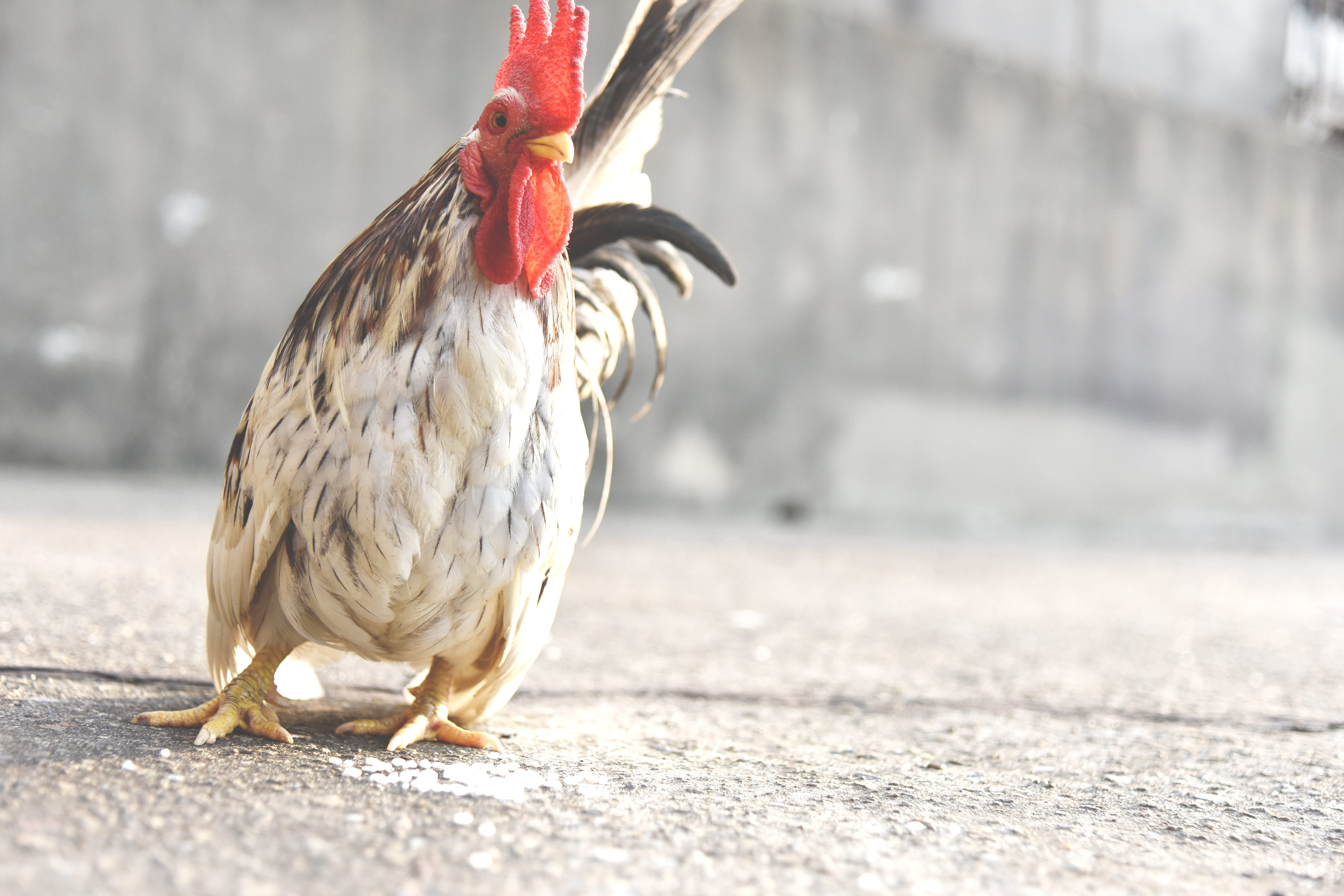 poultry, day, focus on foreground, farm, food, no people, feather, animal, blurry, city, male animal, animals in the wild, nature, side view, vertebrate, HD Wallpaper