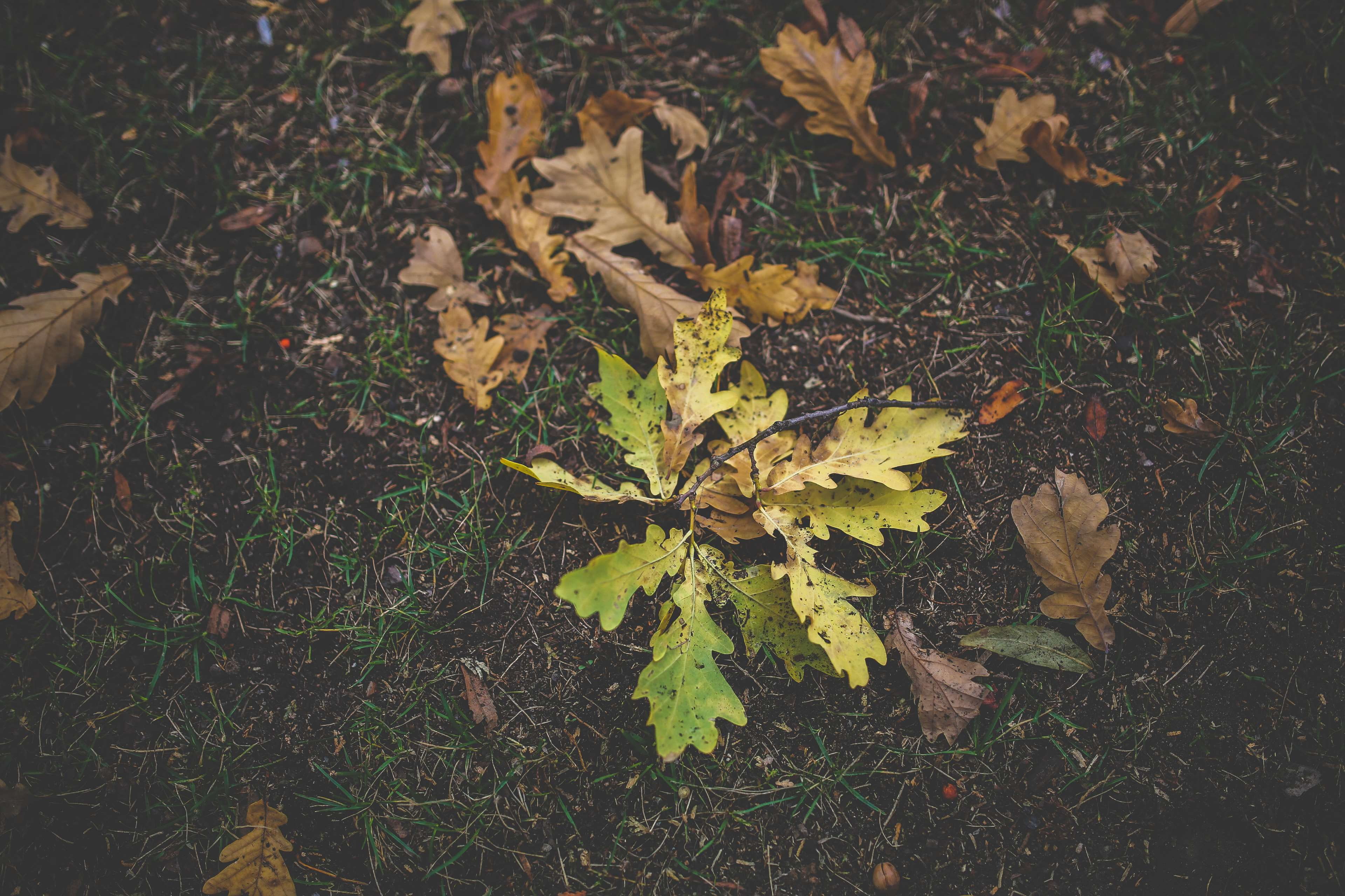 leaf, beauty in nature, high angle view, growth, outdoors, field, green color, maple leaf, descending, colorful, color, grass, tree, day, fragility, nature, HD Wallpaper