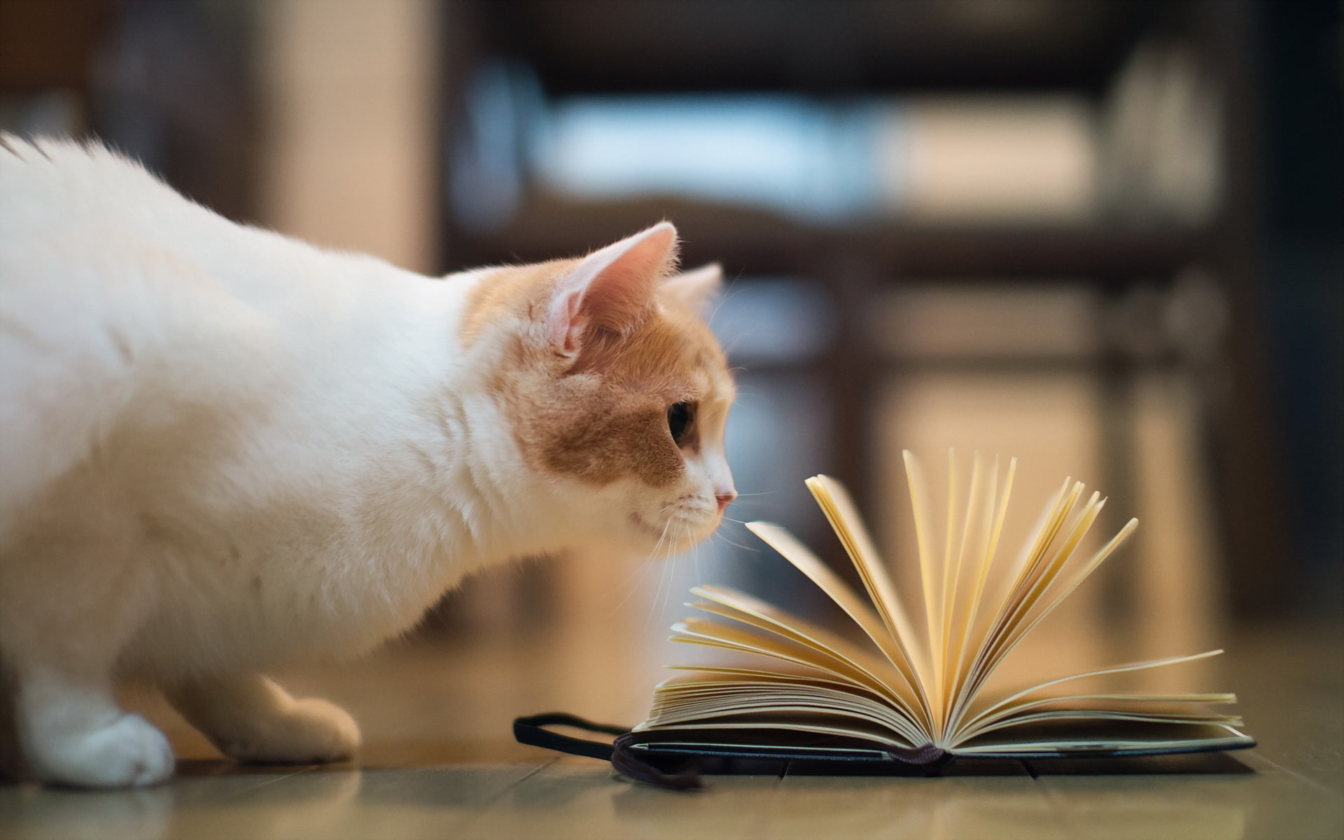 black, Pictures, Cat, Reading, covered, white, Humorous, Book, 1080P, HD Wallpaper