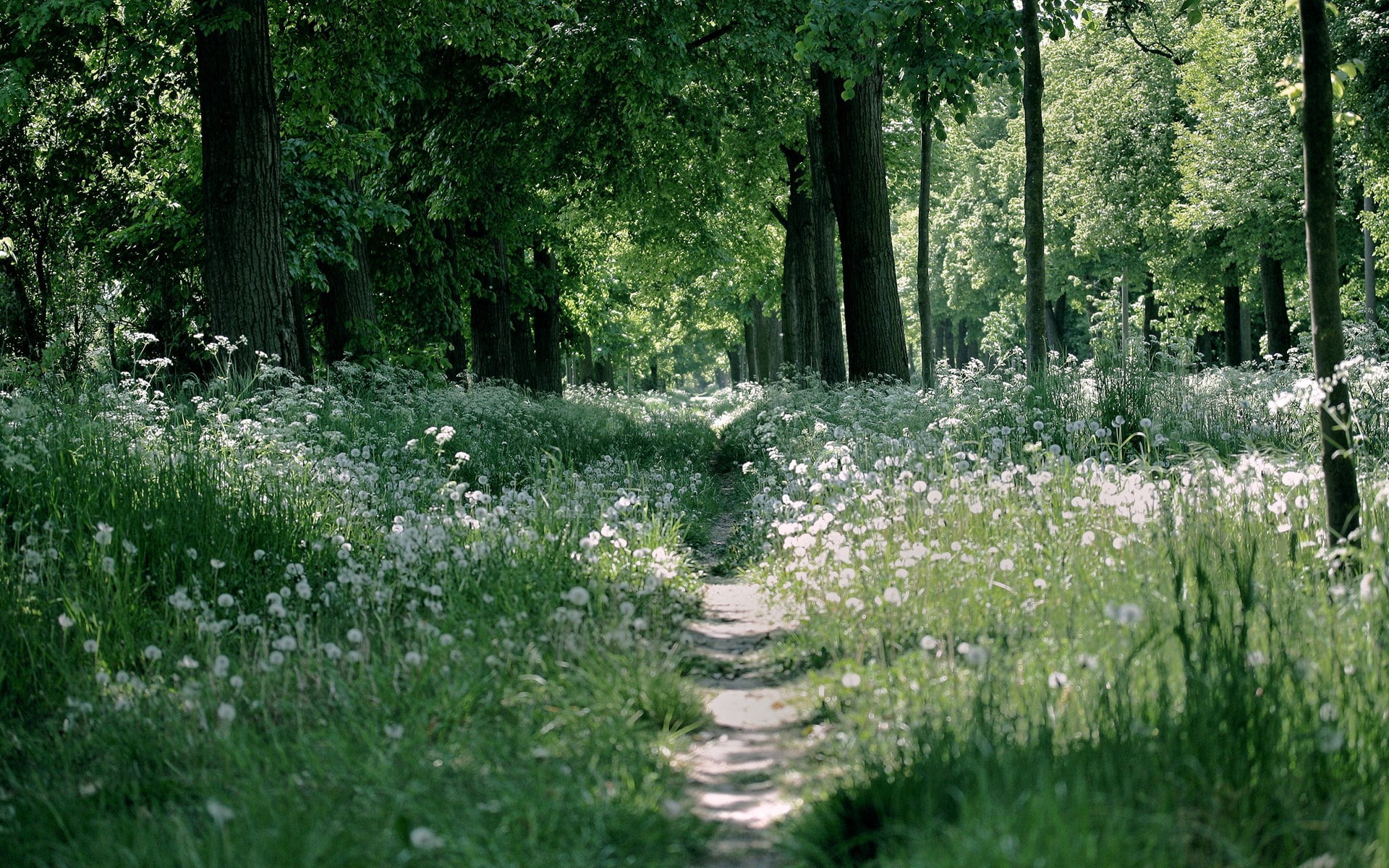 woodland, growth, tree, plant, background pictures nature hd images 1920x1200, field, grass, scenics - nature, non-urban scene, the way forward, nature, HD Wallpaper