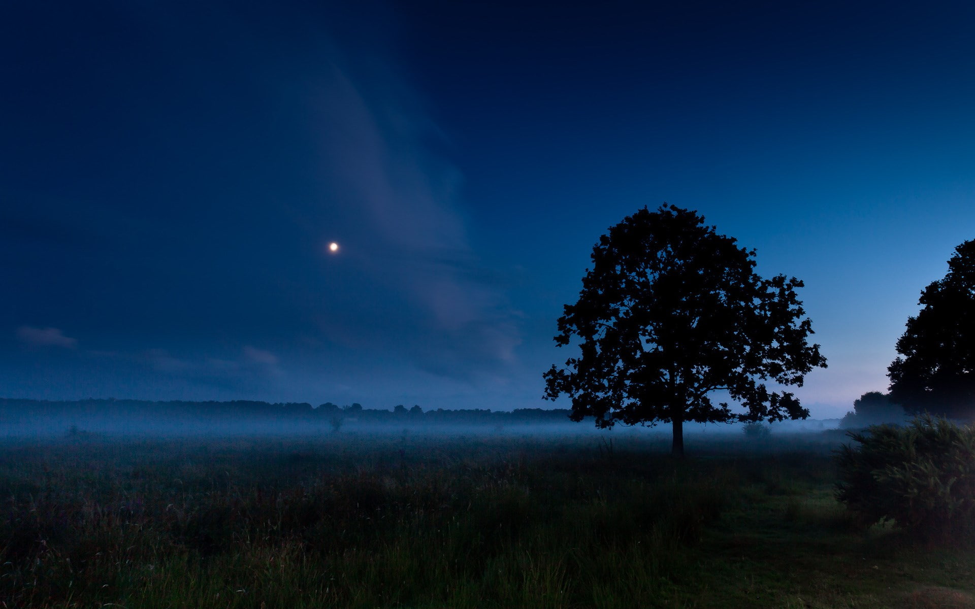 moonlight, no people, environment, beauty in nature, field, background pictures nature hd images 1920x1200, grass, tree, tranquil scene, landscape, night, HD Wallpaper