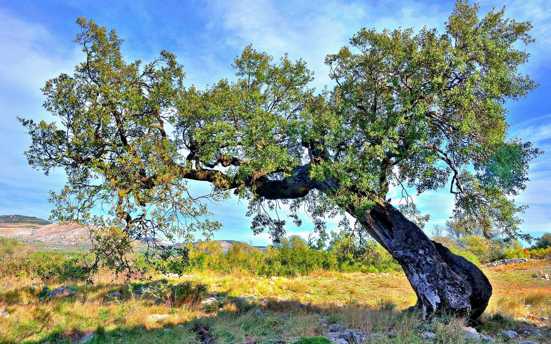 1080P, background pictures nature hd images 1920x1200, HD Wallpaper