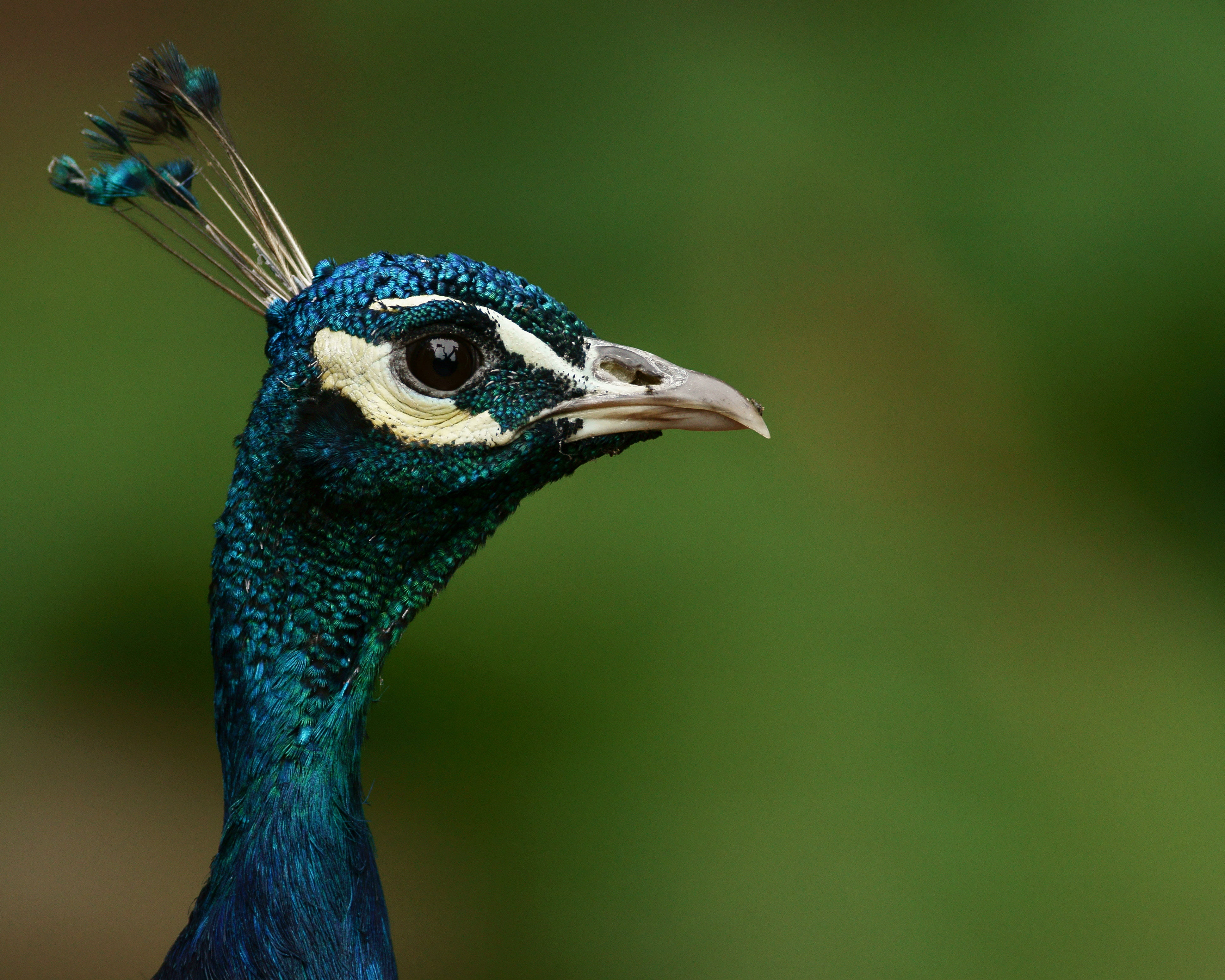 blue, multi Colored, feather, wildlife, close-up, animal, photography, male Animal, beak, bird, green Color, peacock, 4K, nature, HD Wallpaper