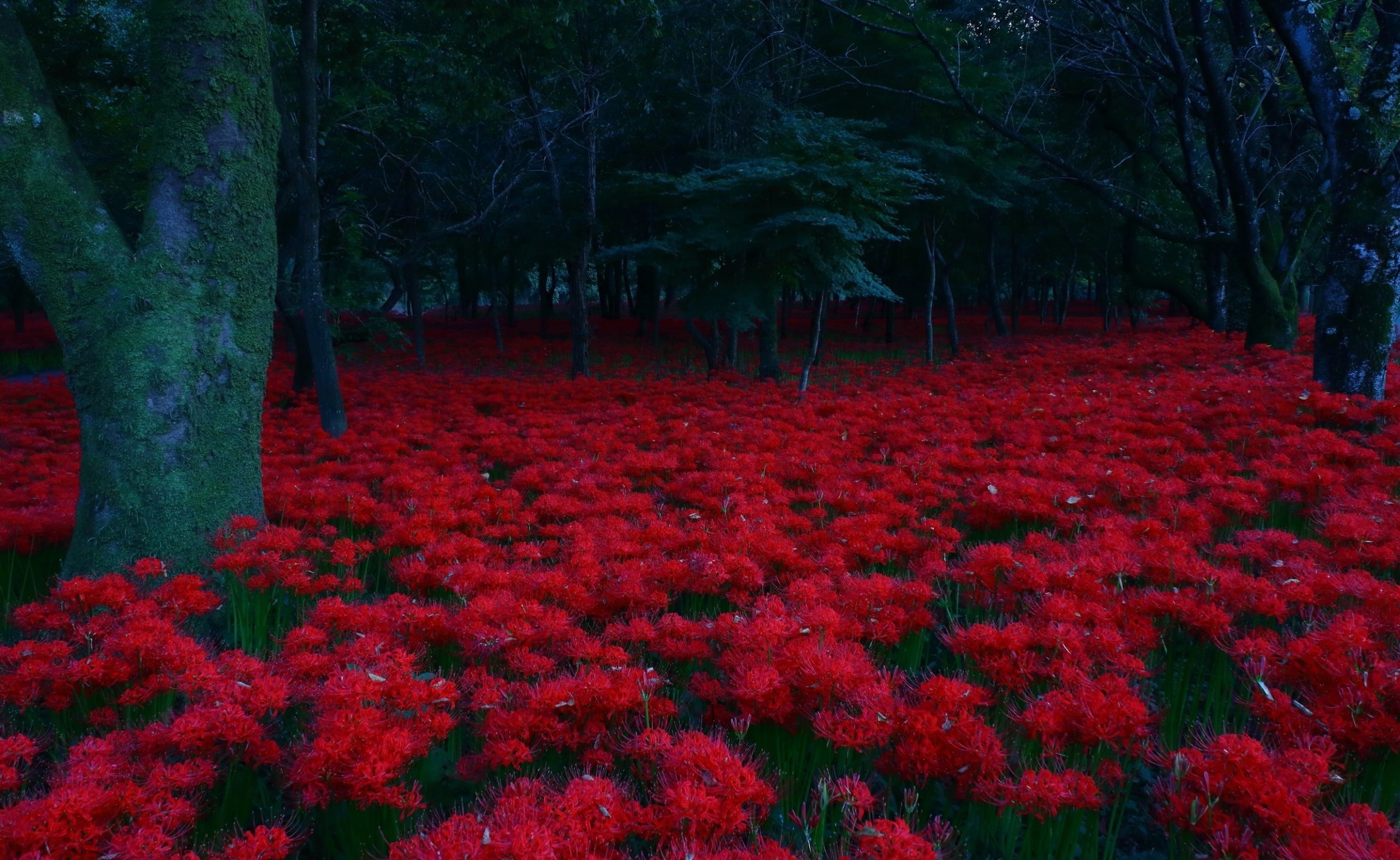 Dark, tranquility, redmagiclily, park, red, flowering plant, Flowers, day, 2K, tree trunk, land, Nature, Forest, redspiderlily, field, outdoors, lycorisradiata, HD Wallpaper