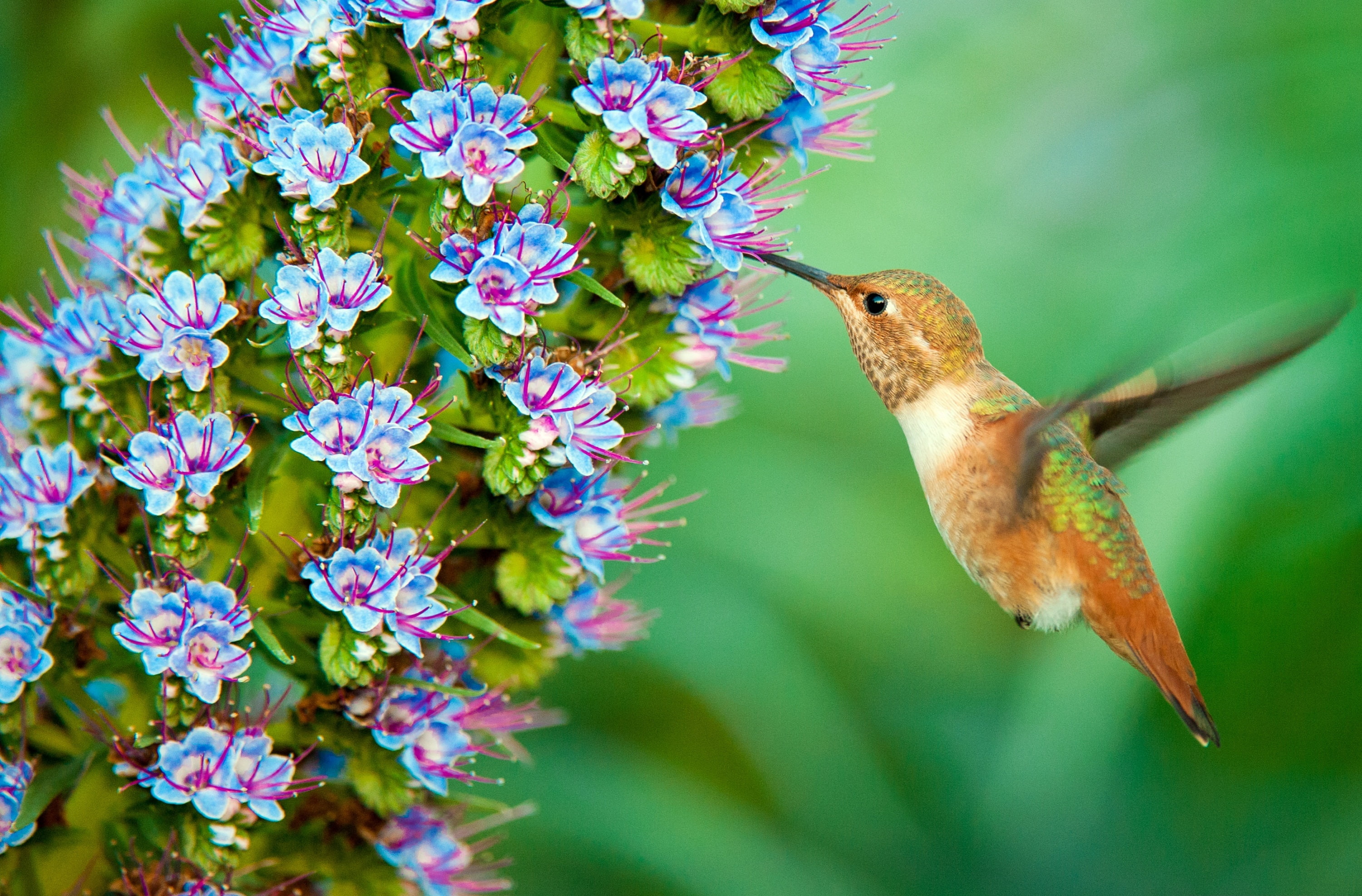 colibri, freshness, one animal, green color, Smallest Birds, flora, smallest birds in the world, Vivid, unitedstates, hummingbird, no people, smallest, HD Wallpaper