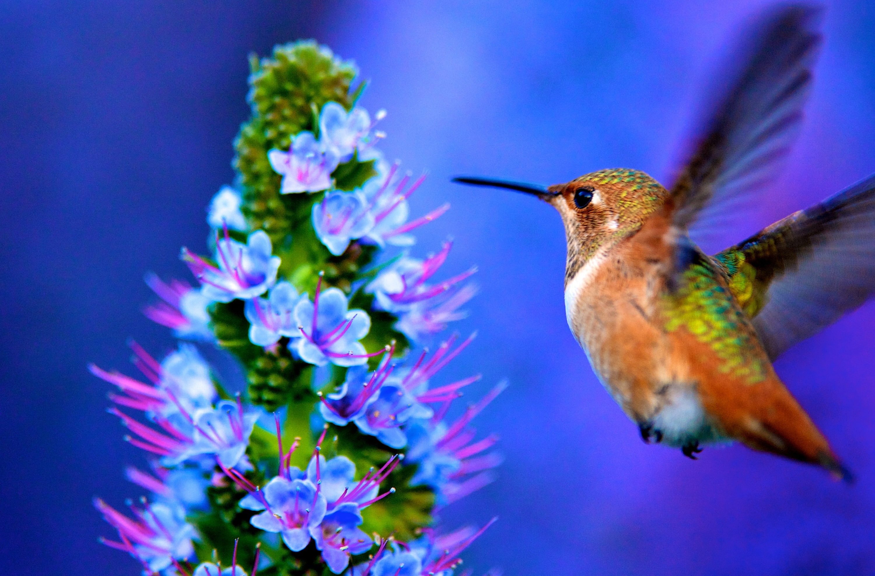 hummingbird, MidAir, hovering, wildlife, animal themes, Wings, Tiny, Birds, Closeup, PrideofMadeira, flowering plant, California, 2K, unitedstates, flora, HD Wallpaper