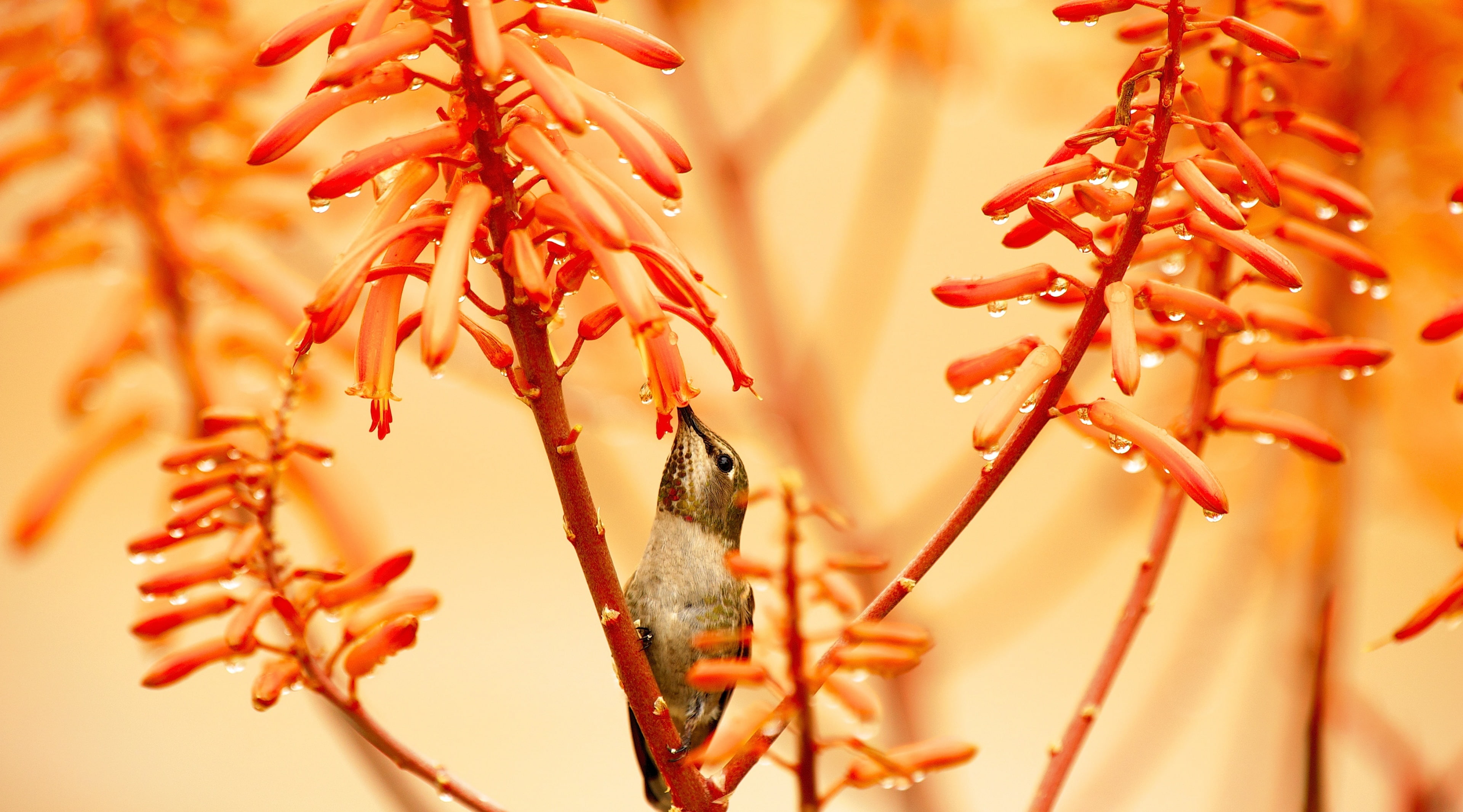 Animals, fauna, Aloe, Nature, Sitting, red, pollinator, smallest, Flower, Raindrops, Colors, close-up, vulnerability, Macro, Perched, Rain, Birds, Photography, HD Wallpaper