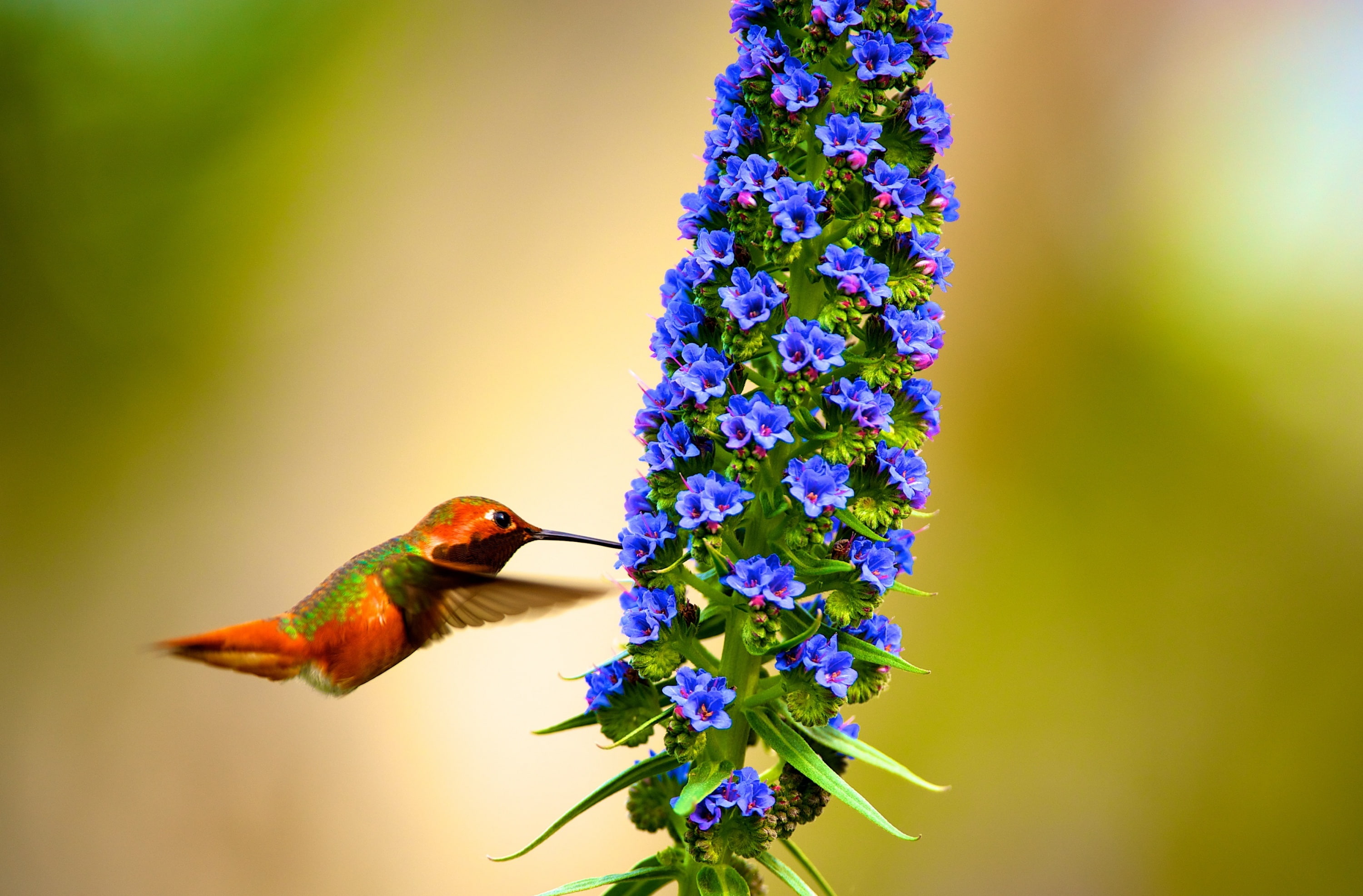 animal wildlife, no people, fragility, slow, Orange, hovering, motion, fauna, purple, smallest birds in the world, vulnerability, California, EchiumCandicans, HD Wallpaper