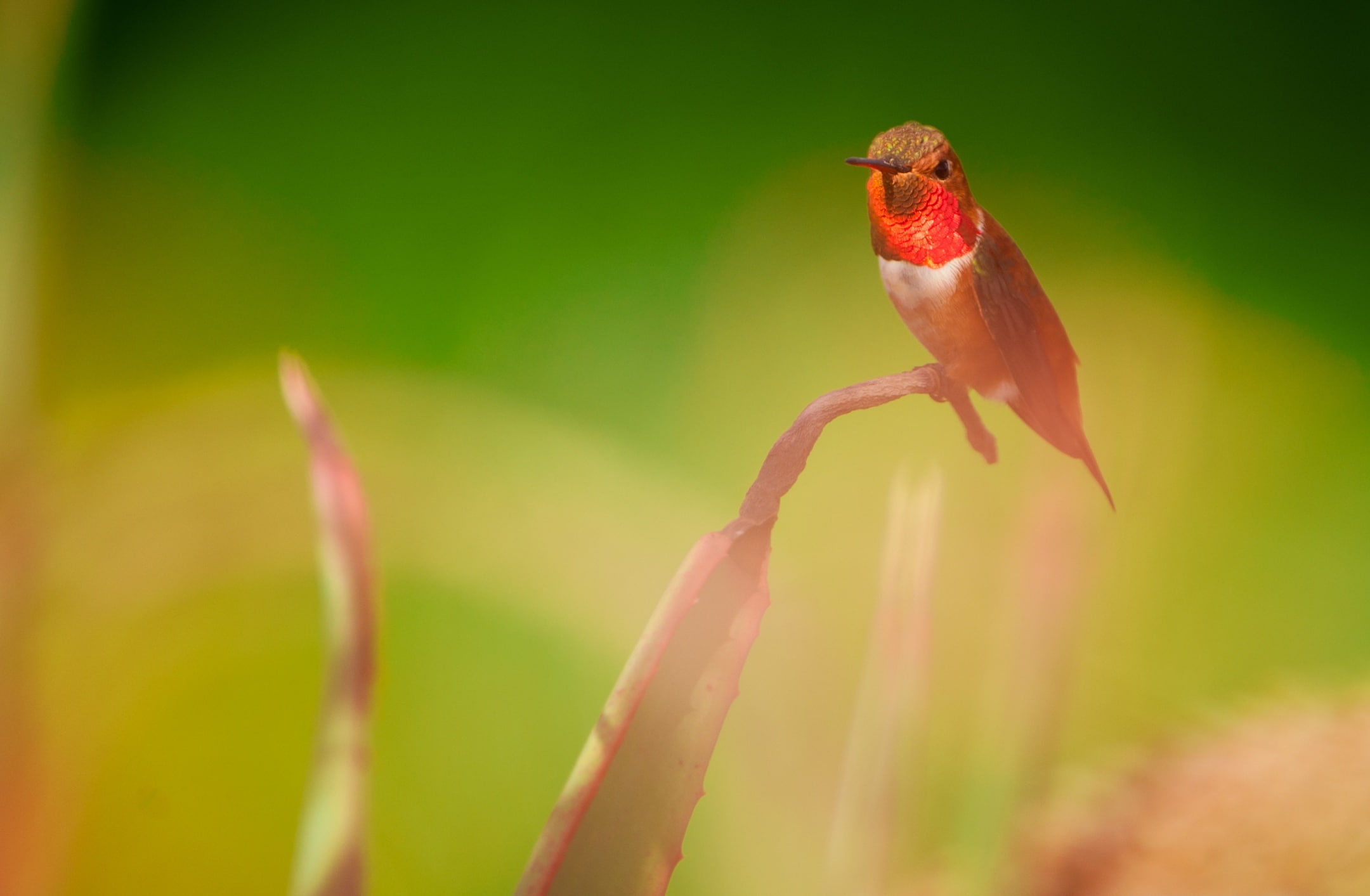Tiny, Feathers, Iridescent, hummingbird, outdoors, selective focus, Small, Bird, Male, beauty in nature, one animal, Photography, green color, animals in the wild, HD Wallpaper