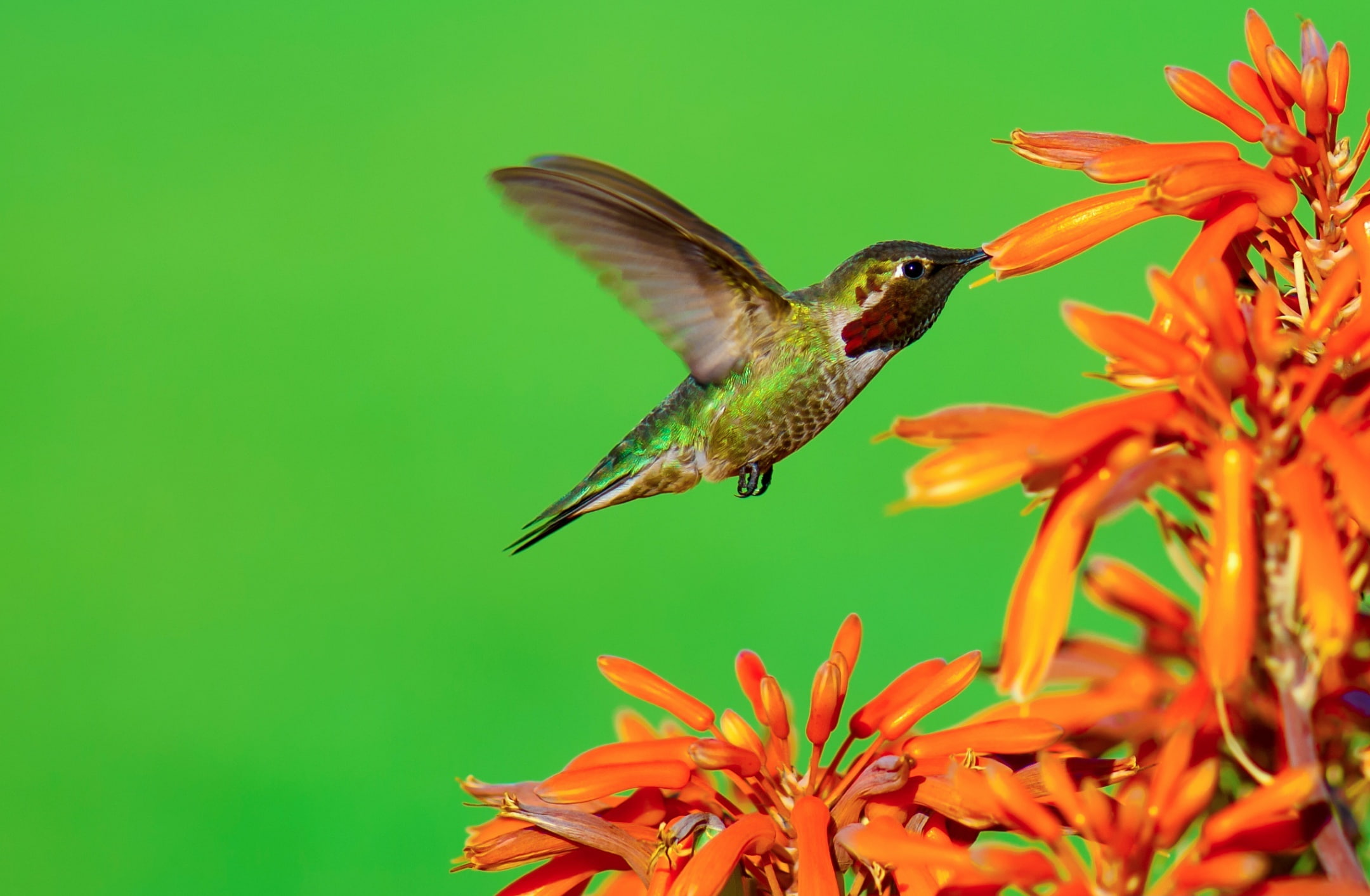 Tiny, smallest, spread wings, mid-air, flower, Vivid, Nectar, hummingbird, Macro, Closeup, smallest birds in the world, outdoors, 1080P, flower head, Aloe, HD Wallpaper