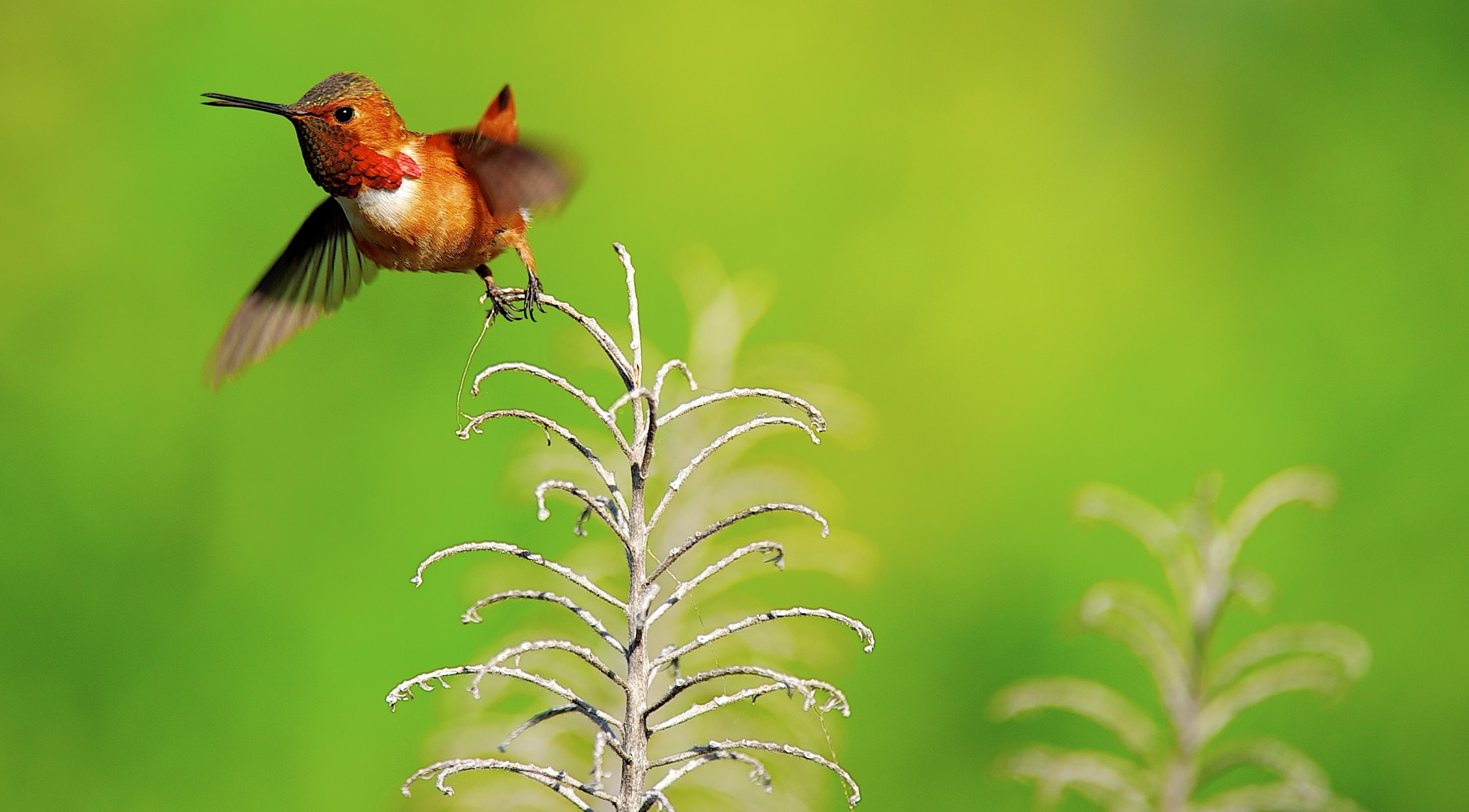 Smallest Birds, flapping, Rufous, Crown, Birds, perching, Colors, wildlife, hummingbird, beauty in nature, one animal, Plumage, Closeup, animal themes, HD Wallpaper