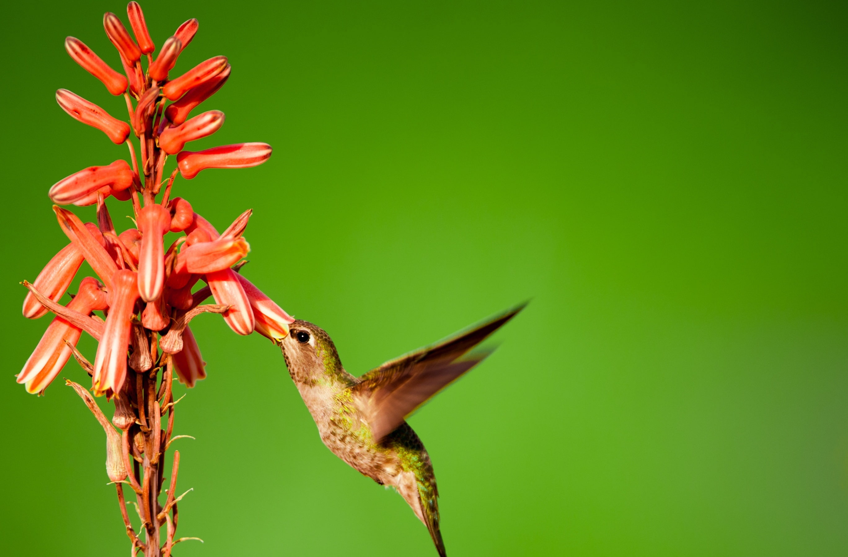 animals in the wild, beauty in nature, colibri, Wings, Photography, no people, animal wing, nectarivores, vertebrate, fragility, unitedstates, Nectar, growth, HD Wallpaper