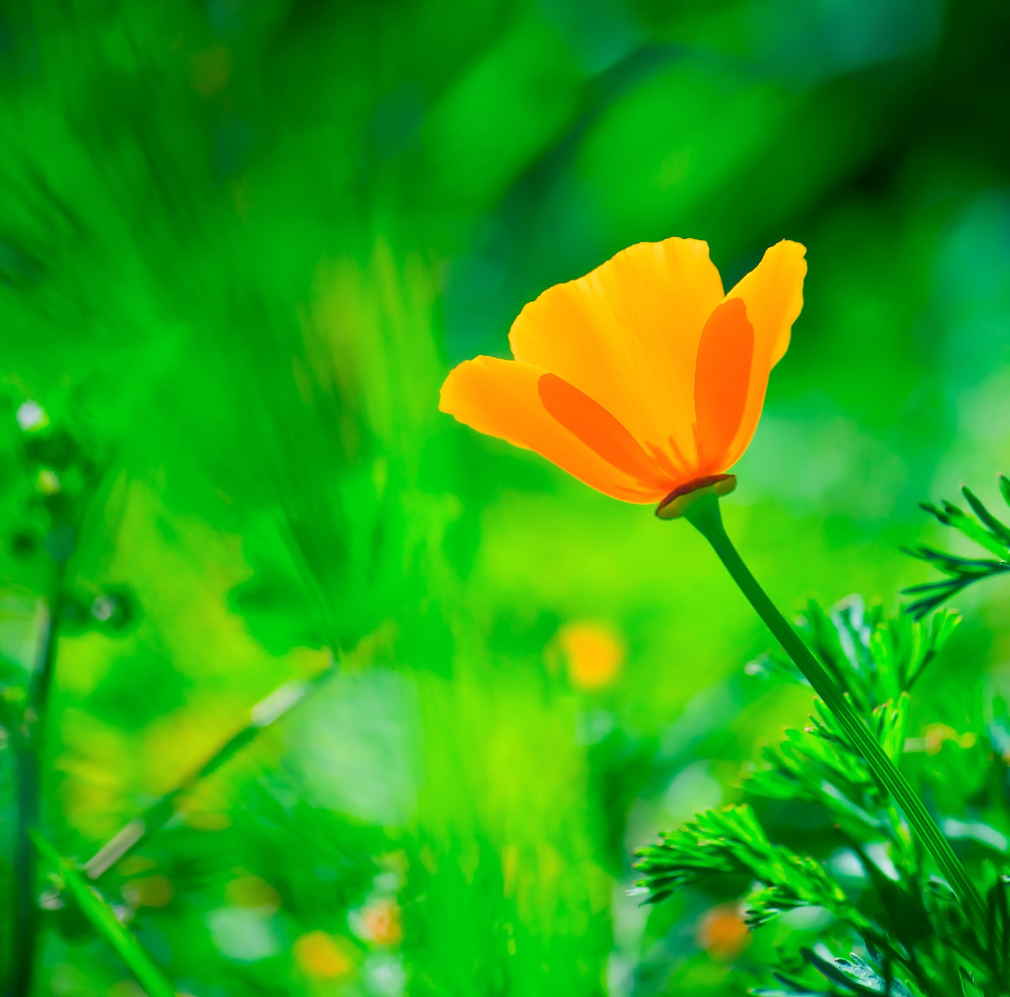 Closeup, goldenpoppy, fauna, Green, flower head, Flowers, inflorescence, Californian, freshness, background, nikon, CaliforniaSunlight, Nature, green color, HD Wallpaper