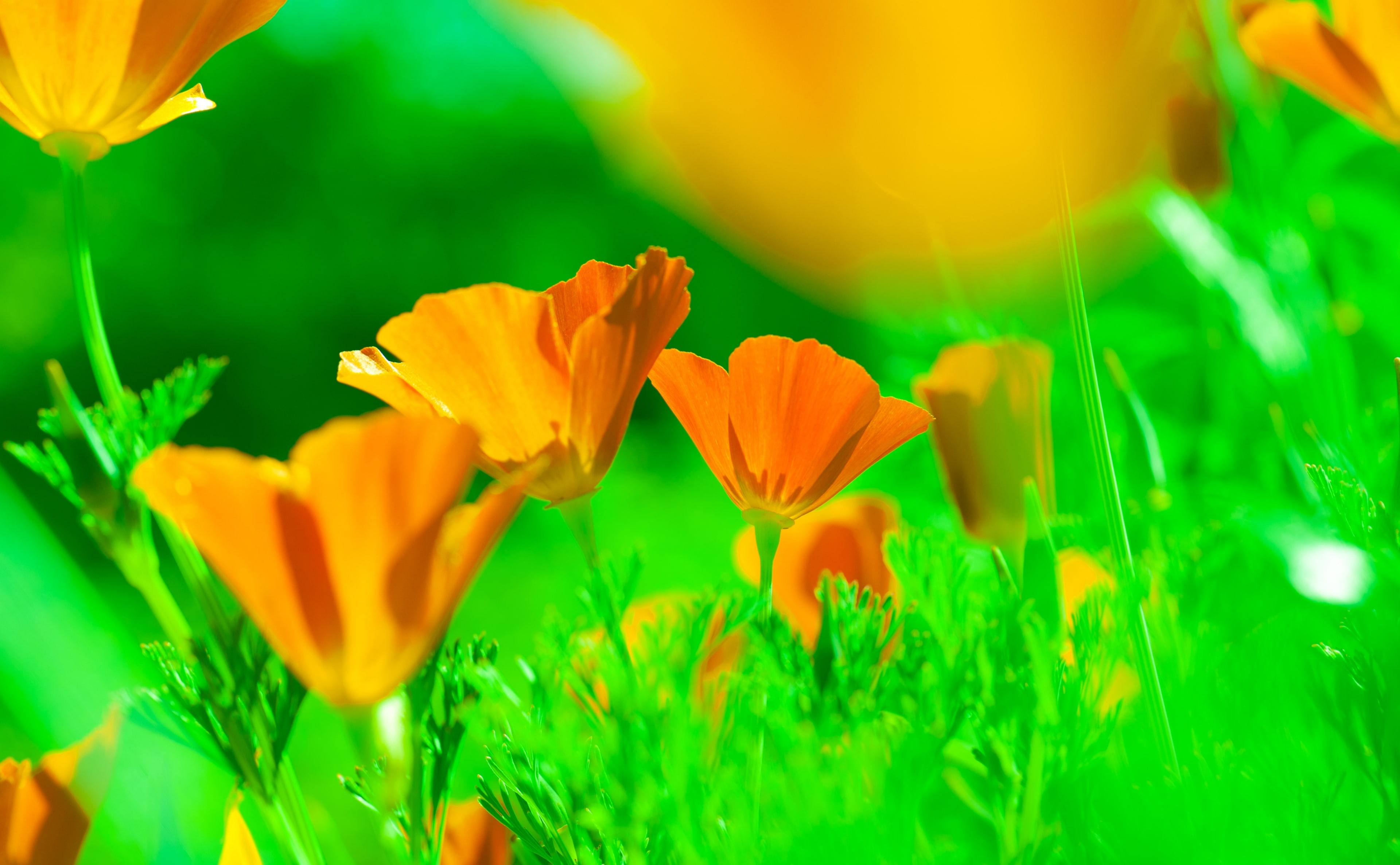 vulnerability, flowering plant, goldenpoppy, petaled, Colors, Poppy, EschscholziaCalifornica, Vivid, selective focus, losangeles, Californian, CaliforniaSunlight, HD Wallpaper