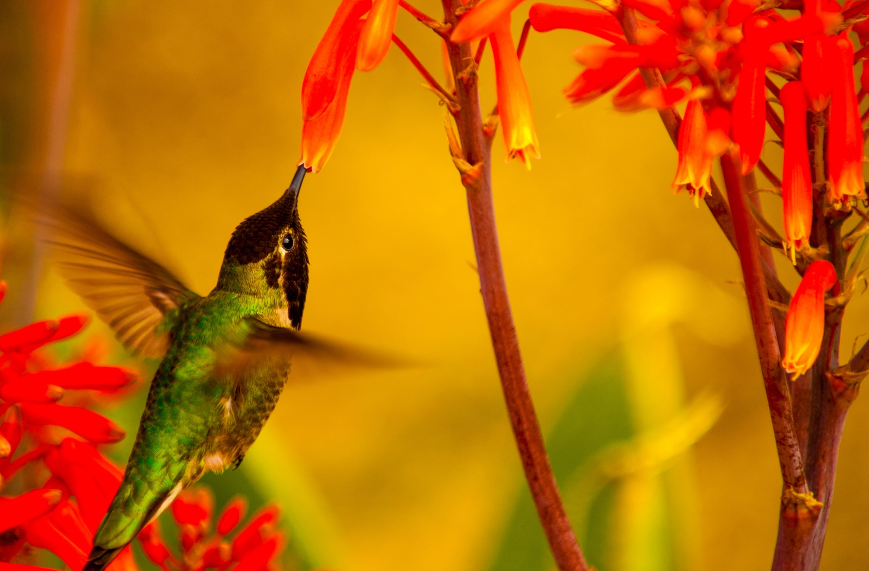 black, fauna, flowering plant, Photography, California, smallest bird in the world, Bird, unitedstates, perching, Species, focus on foreground, Small, Birds, HD Wallpaper