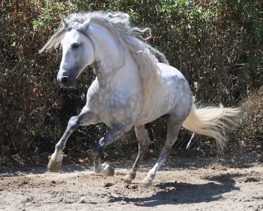 480P, animals, dappled grey, horses, andalusian, hd, art, dappled, spanish, grey, HD Wallpaper