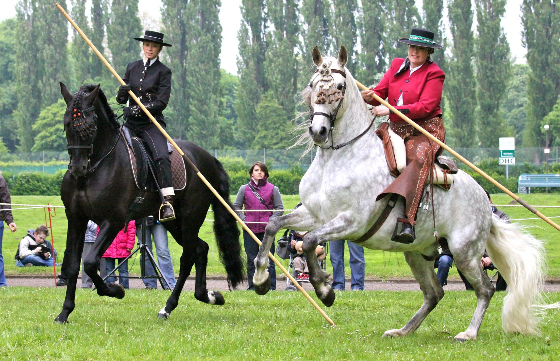 1080P, andalusian, dressed, animals, picador, spanish, horses, HD Wallpaper