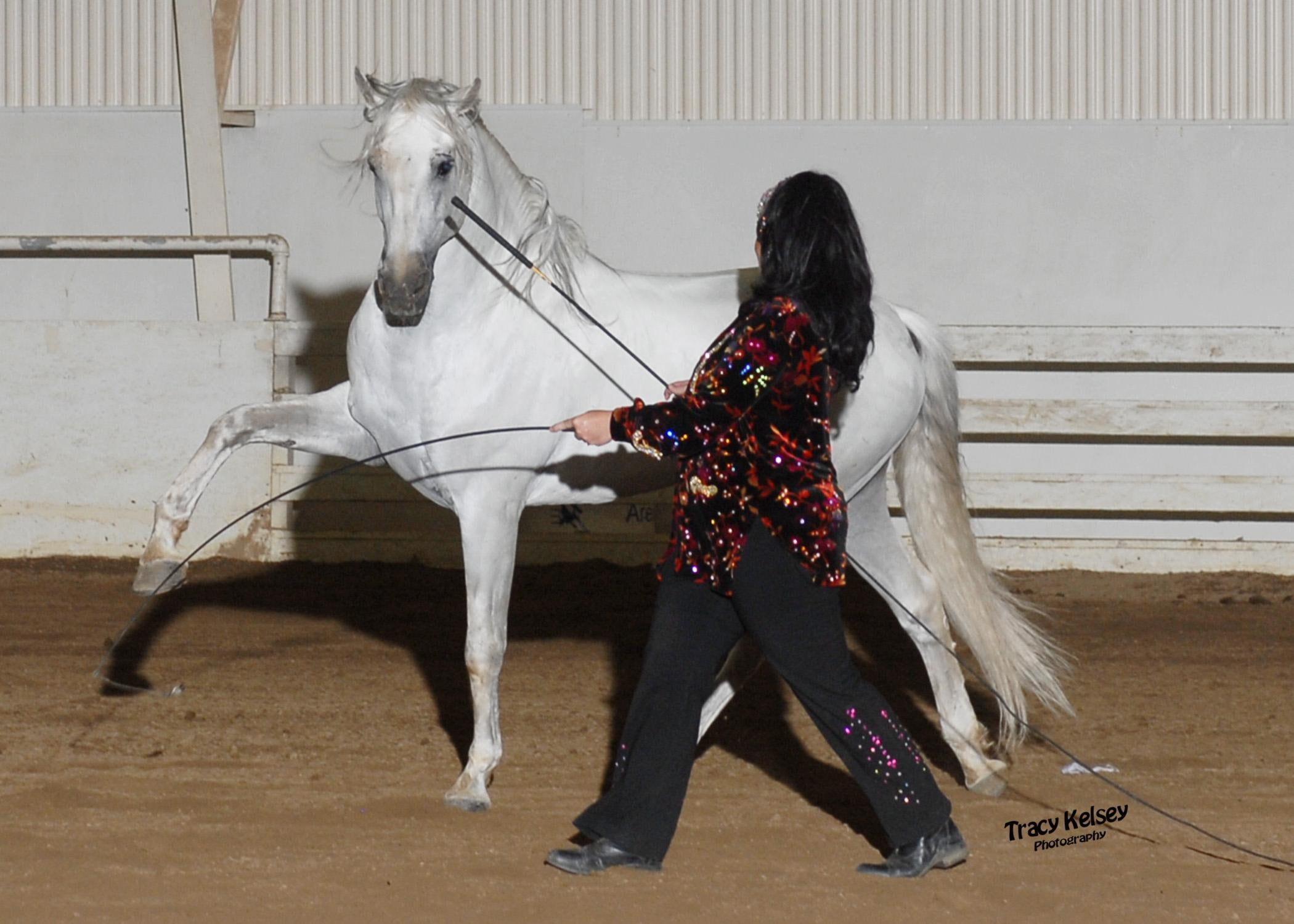 learning, white, 1080P, spanish, horses, andalusian, animals, grey, HD Wallpaper