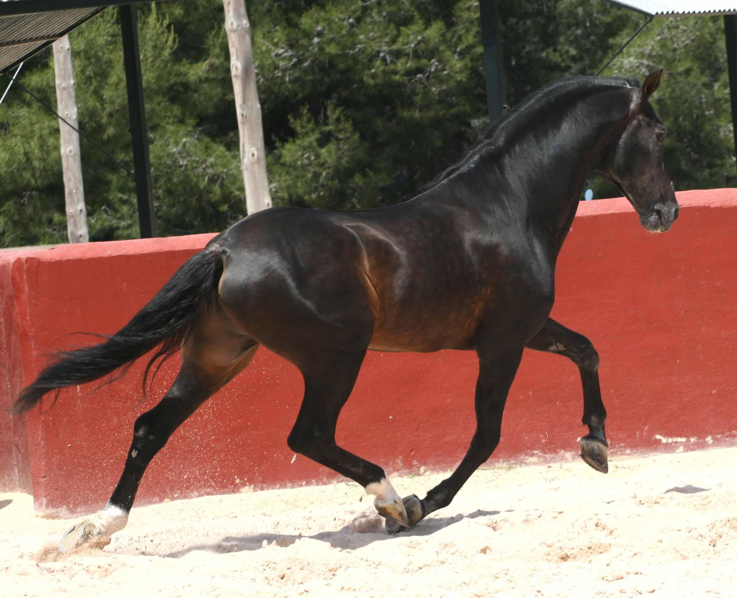 animals, andalusian, 1080P, horse, playground, black, horses, spanish, HD Wallpaper