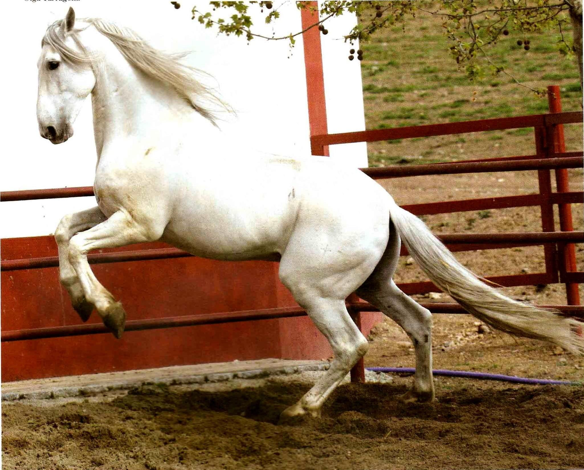 animals, temperament, andalusian, alert, 1080P, horses, spanish, grey, HD Wallpaper