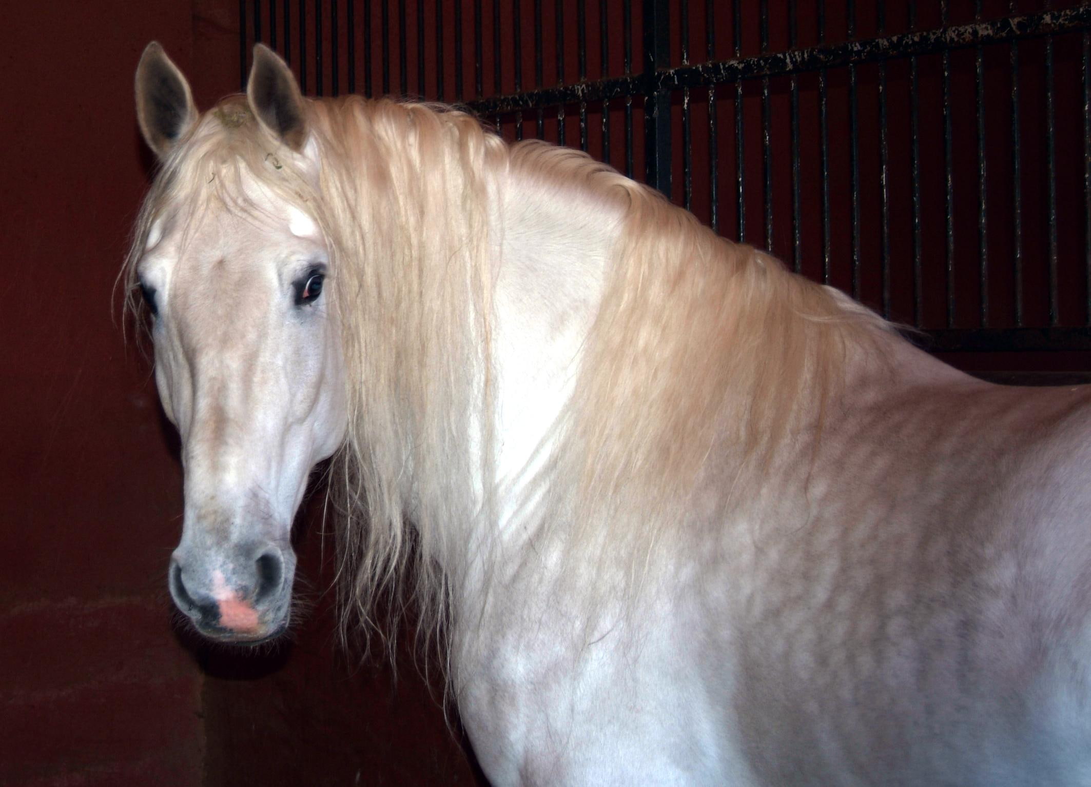 andalusian, alusian, spanish horse, animals, stallion, spanish, spain, horses, 1080P, stallions, andalusian horse, HD Wallpaper