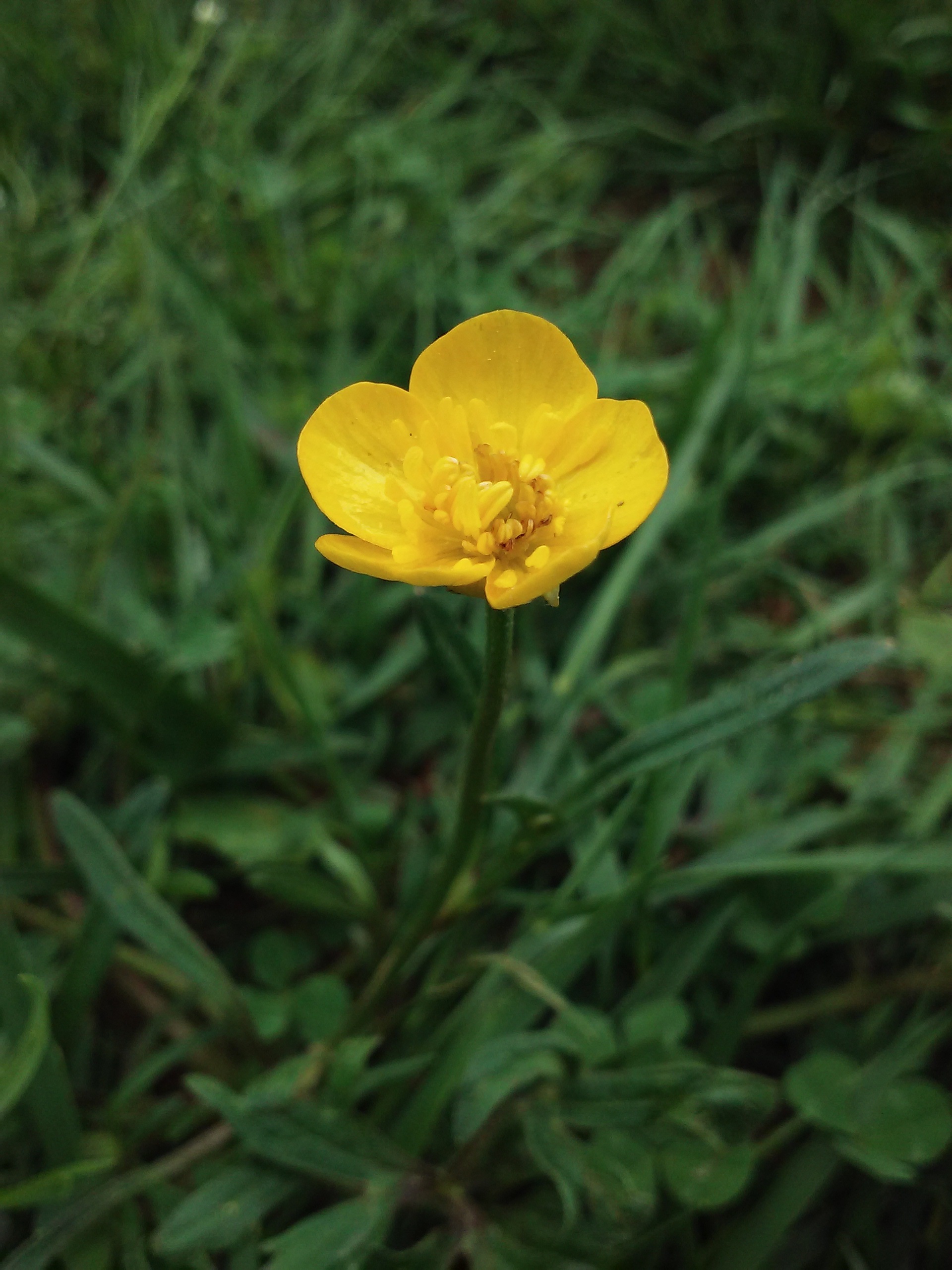 petal, spring, fragility, growth, flowers, flower, flower head, summer, green color, nature, stem, spring flowers, vulnerability, flowering plant, natural, Phone HD Wallpaper