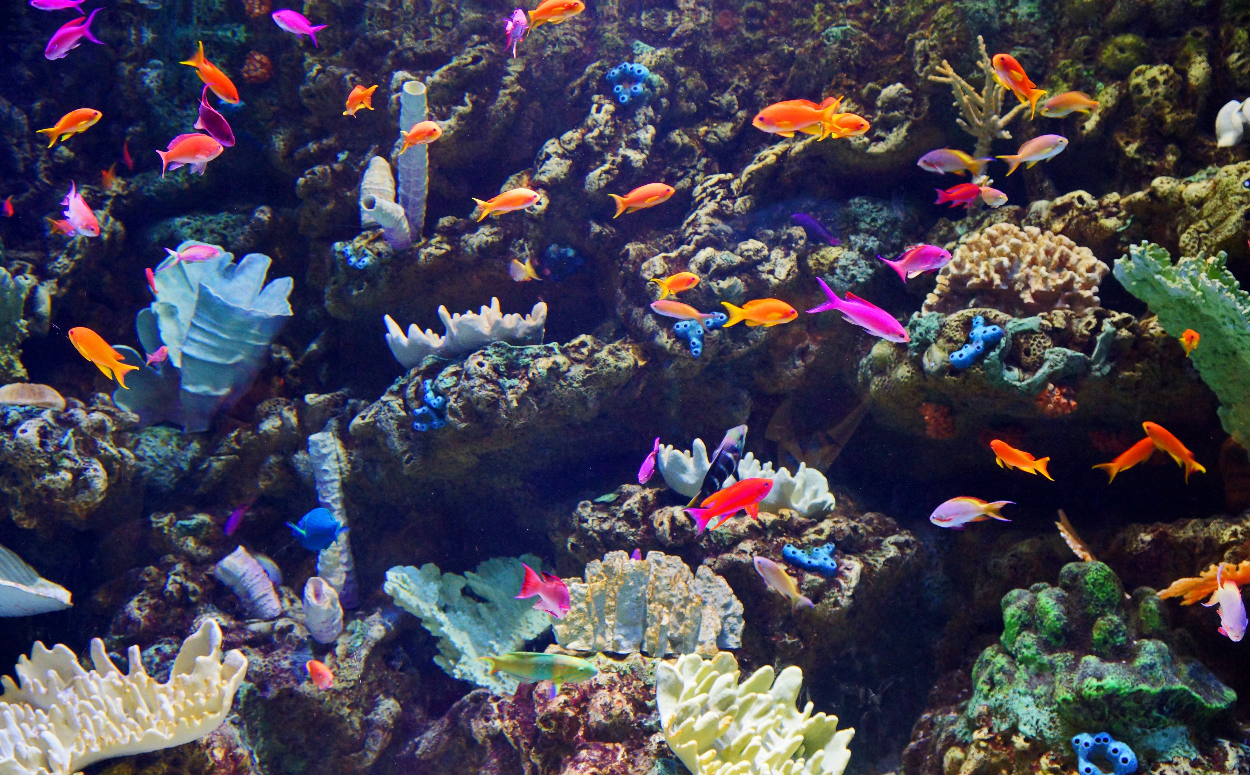 marine, dezember, animal wildlife, bild, water, hires, 5K, multi colored, school of fish, alamitosbeach, group of animals, animal themes, fish, geotagged, HD Wallpaper