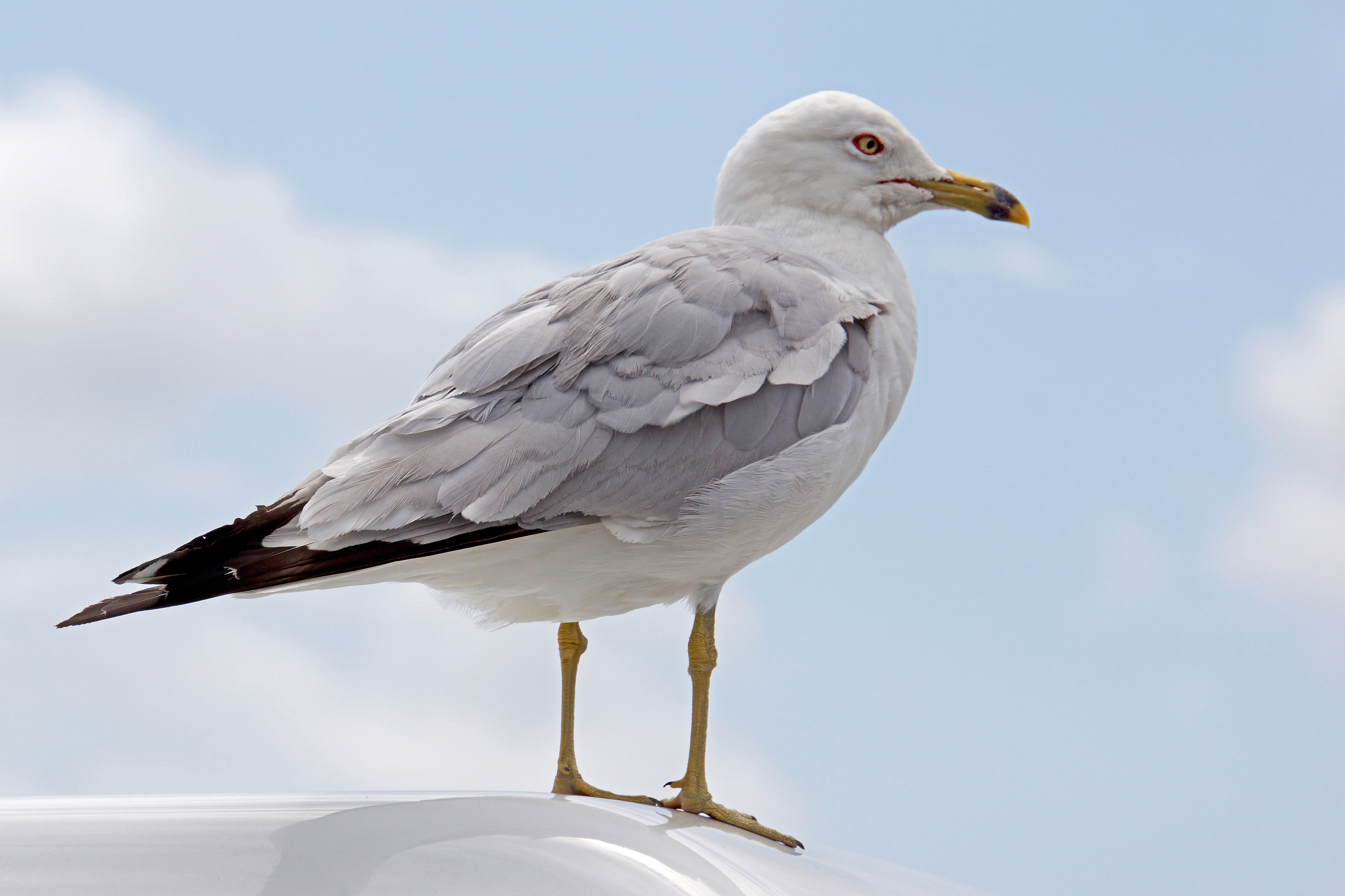 animal Wing, I am Canadian, photography, grey, ring, sea Bird, medium, closeup, gull, flying, NEX-7, VC, Toronto, sea, Nova Scotia, white, animal, Di, beak, HD Wallpaper