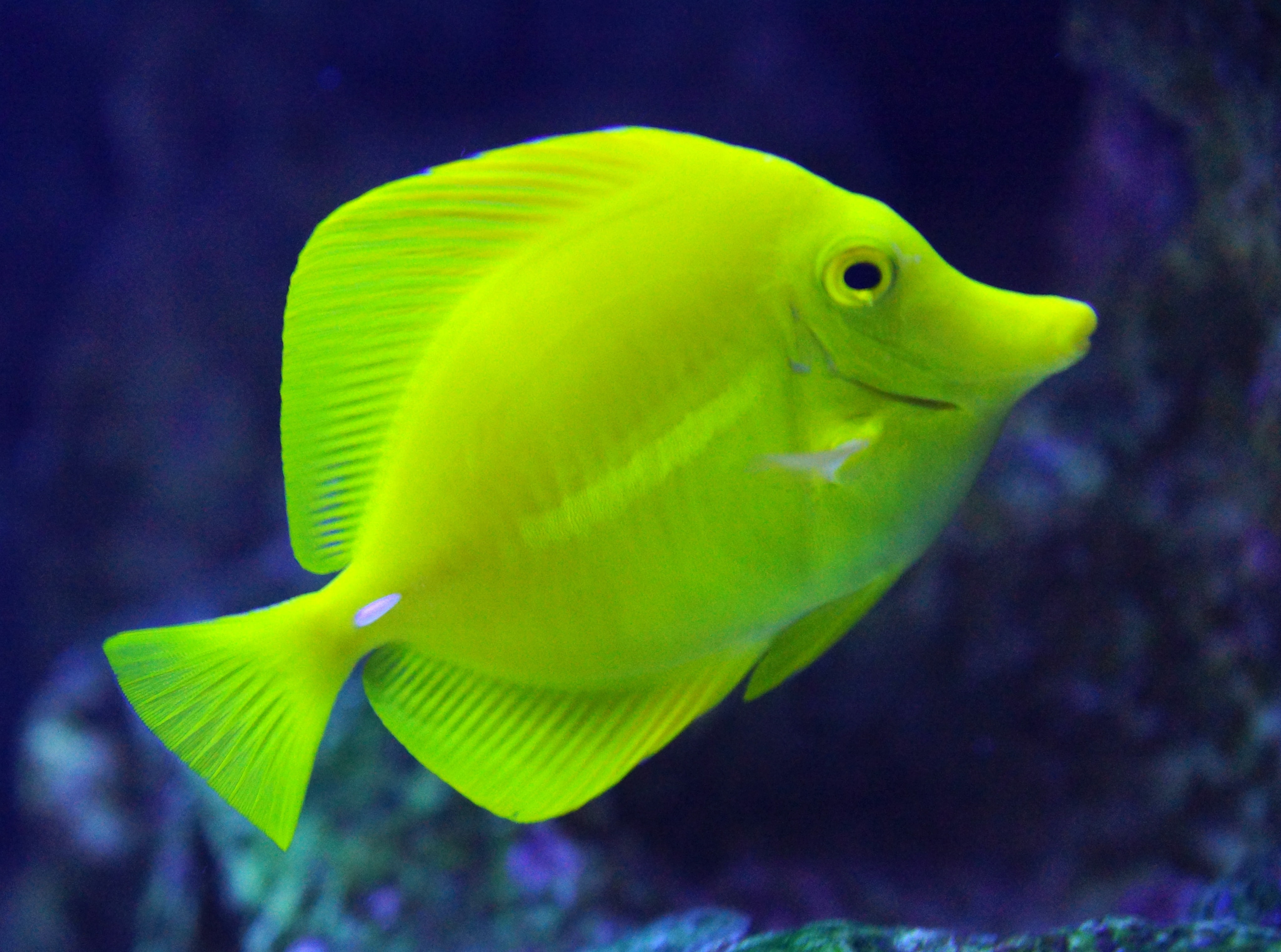 animal wildlife, unitedstates, aquarium, no people, geotagged, tang, animals in captivity, pacific, water, December, los, Sony, High, one animal, kalifornien, HD Wallpaper
