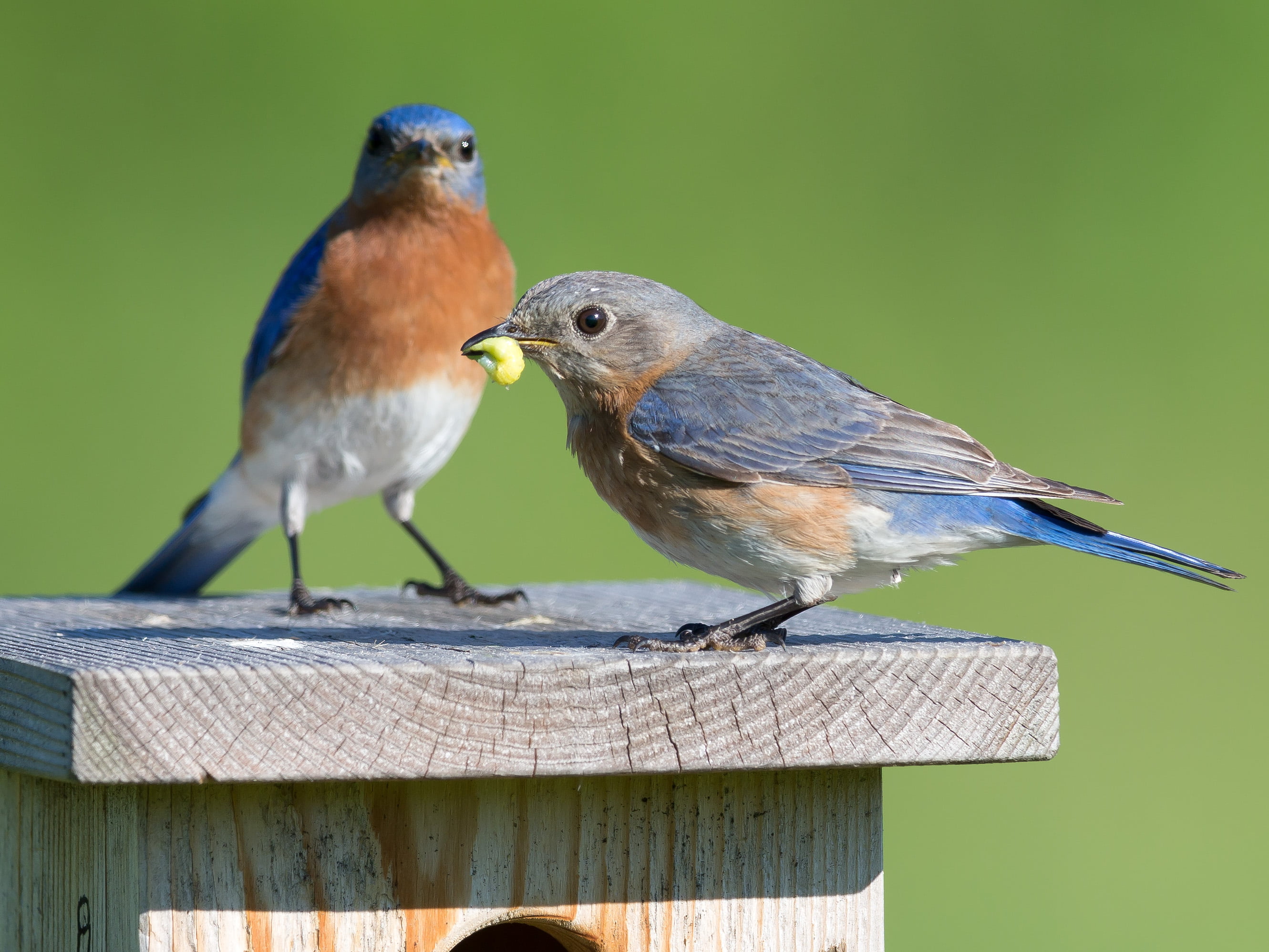 0x, wildlife, brown, brown bird, II, two, USM, bird Watching, perched, one, F2, Canon EF, beak, Grub, III, SLB, blue, bird house, food, feather, nature, HD Wallpaper