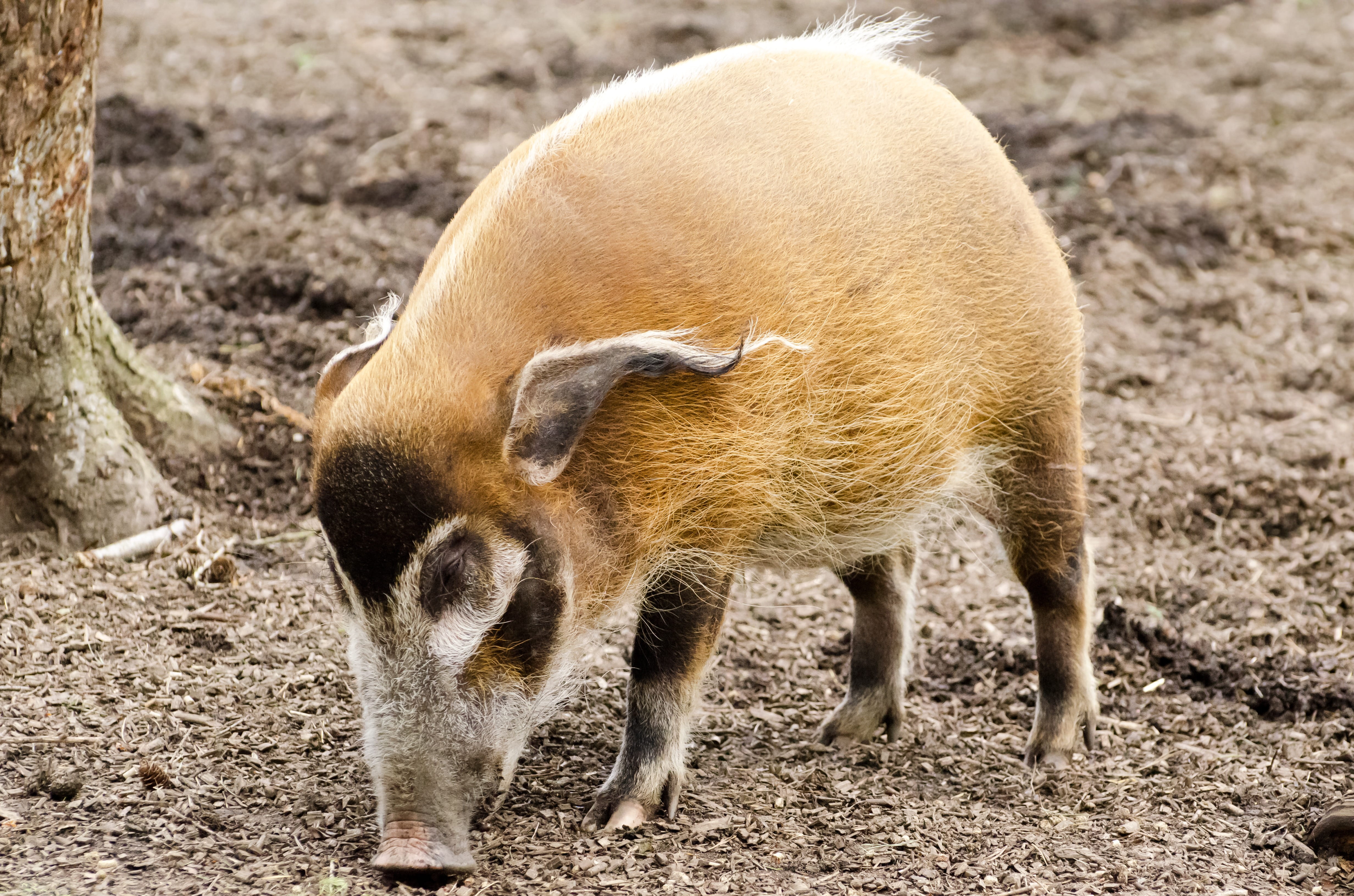 field, vertebrate, piglet, snout, river, pig, nature, animal themes, land, outdoors, african, retro, Fauna, africa, red, focus on foreground, series, animal wildlife, HD Wallpaper
