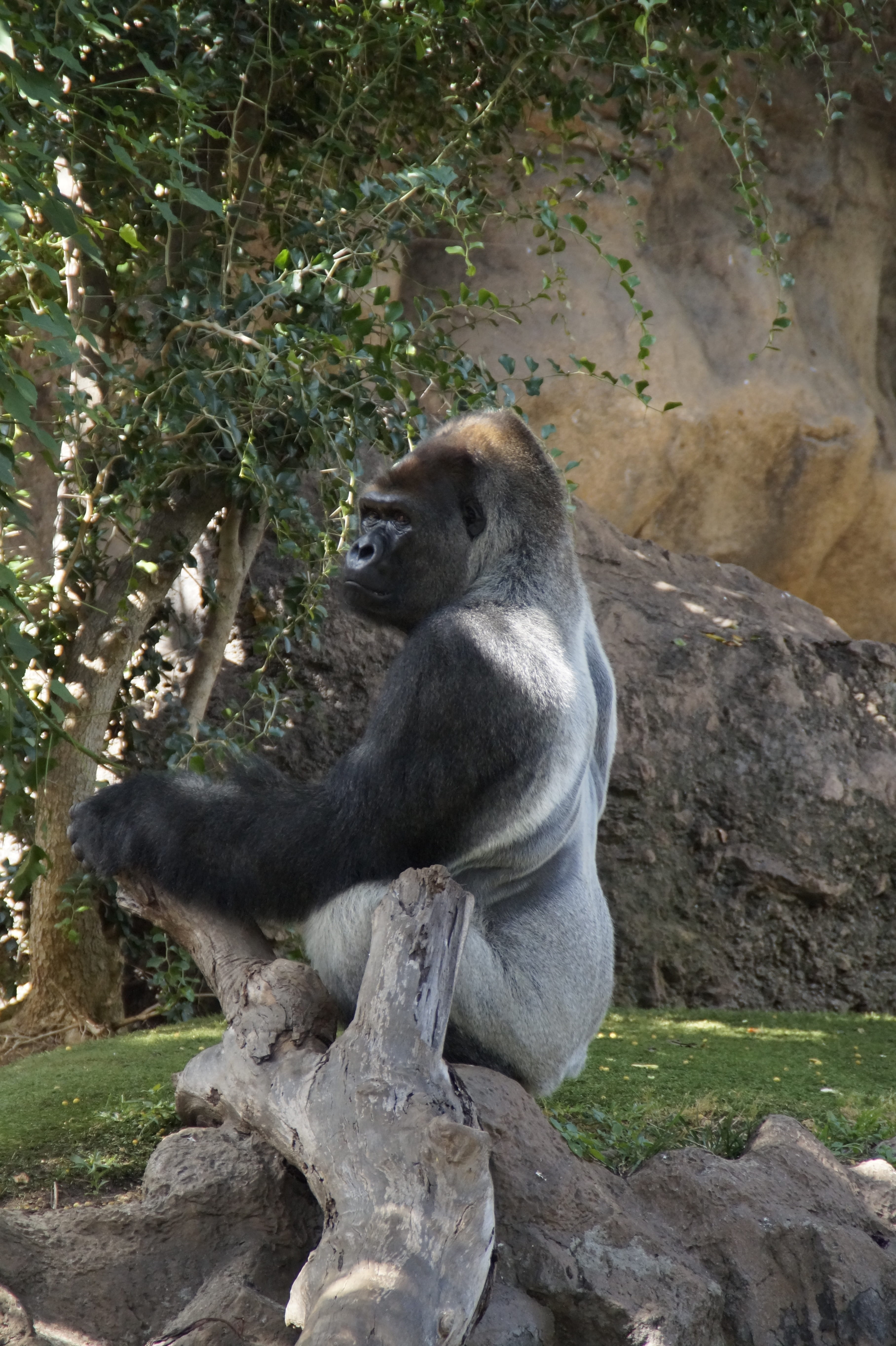 no people, one animal, animals And Pets, silverback, solid, primate, baboon, powerful, outdoors, dominant, leader, animal, branch, rock, endangered Species, Phone HD Wallpaper