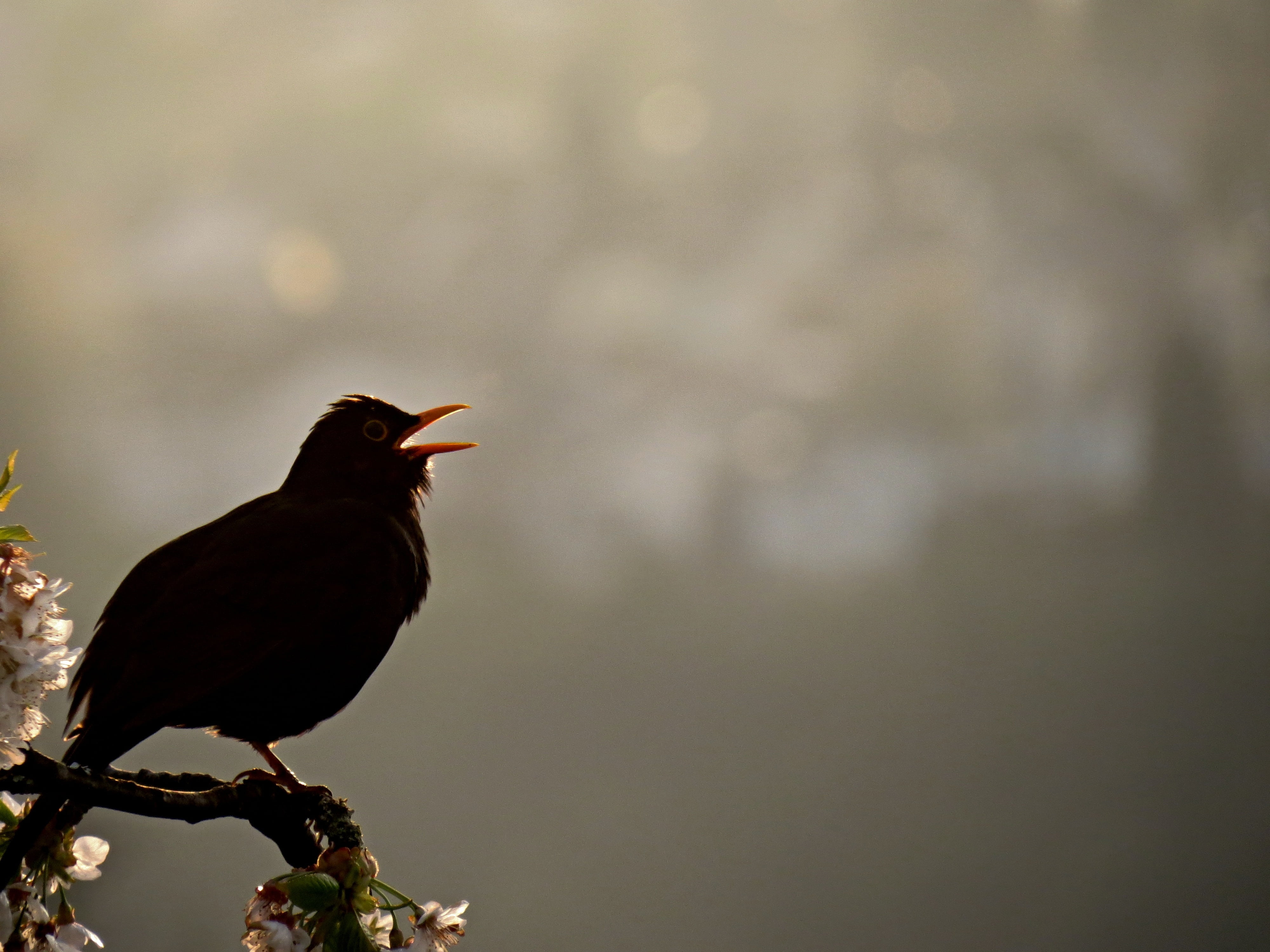 branch, one animal, squat, outdoors, no people, evening singing, animal themes, black, bill, singing, focus on foreground, 4K, animal wildlife, songbird, HD Wallpaper