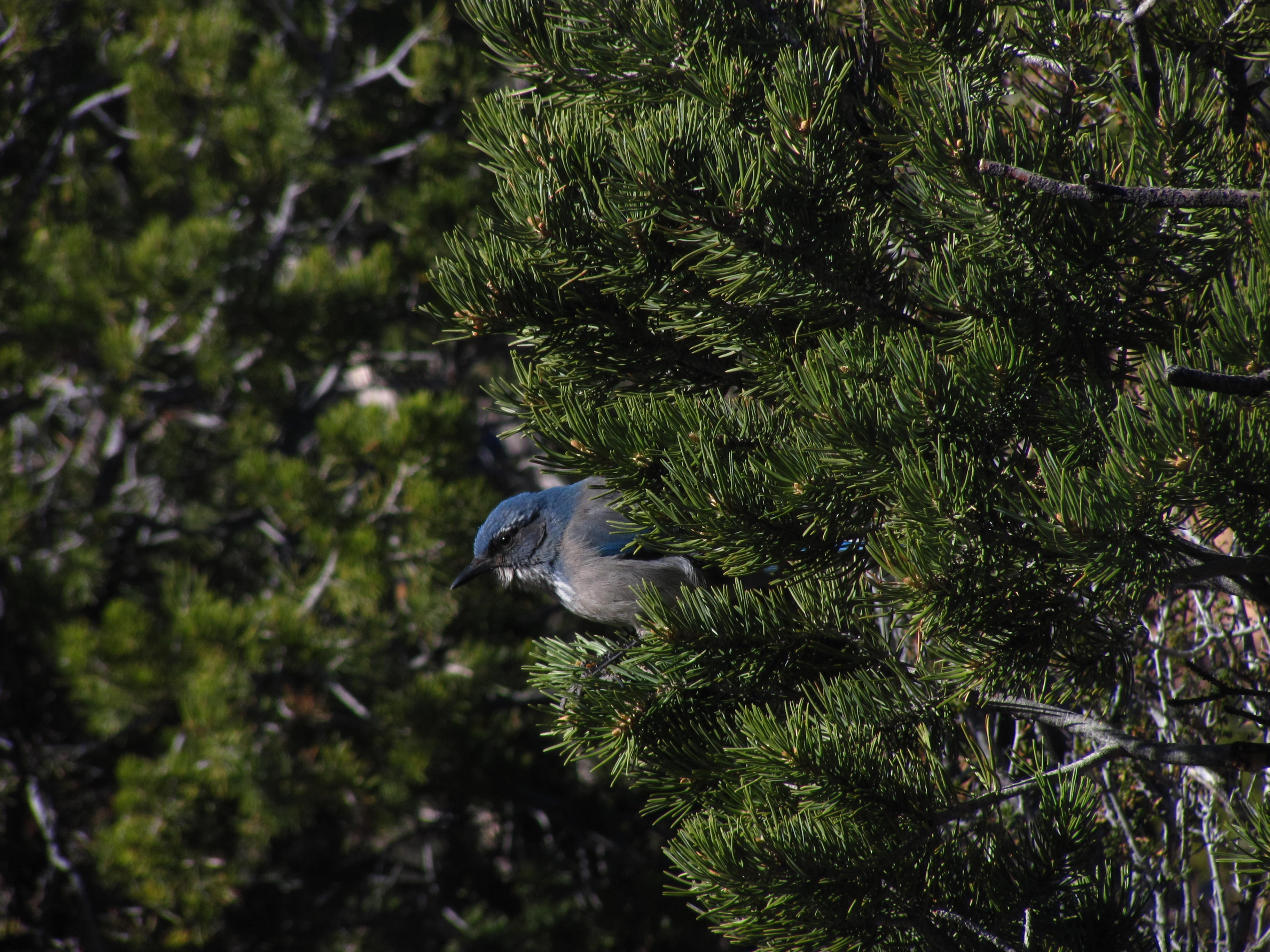 green color, aphelocoma californica, hiding, animal, perching, pinyon pine, no people, animals in the wild, vertebrate, animal themes, grey, one animal, HD Wallpaper