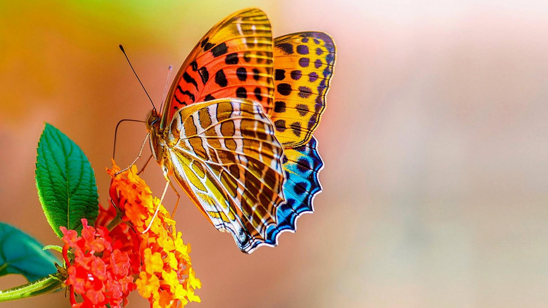flower, animals, butterfly, colorful, 1080P, HD Wallpaper
