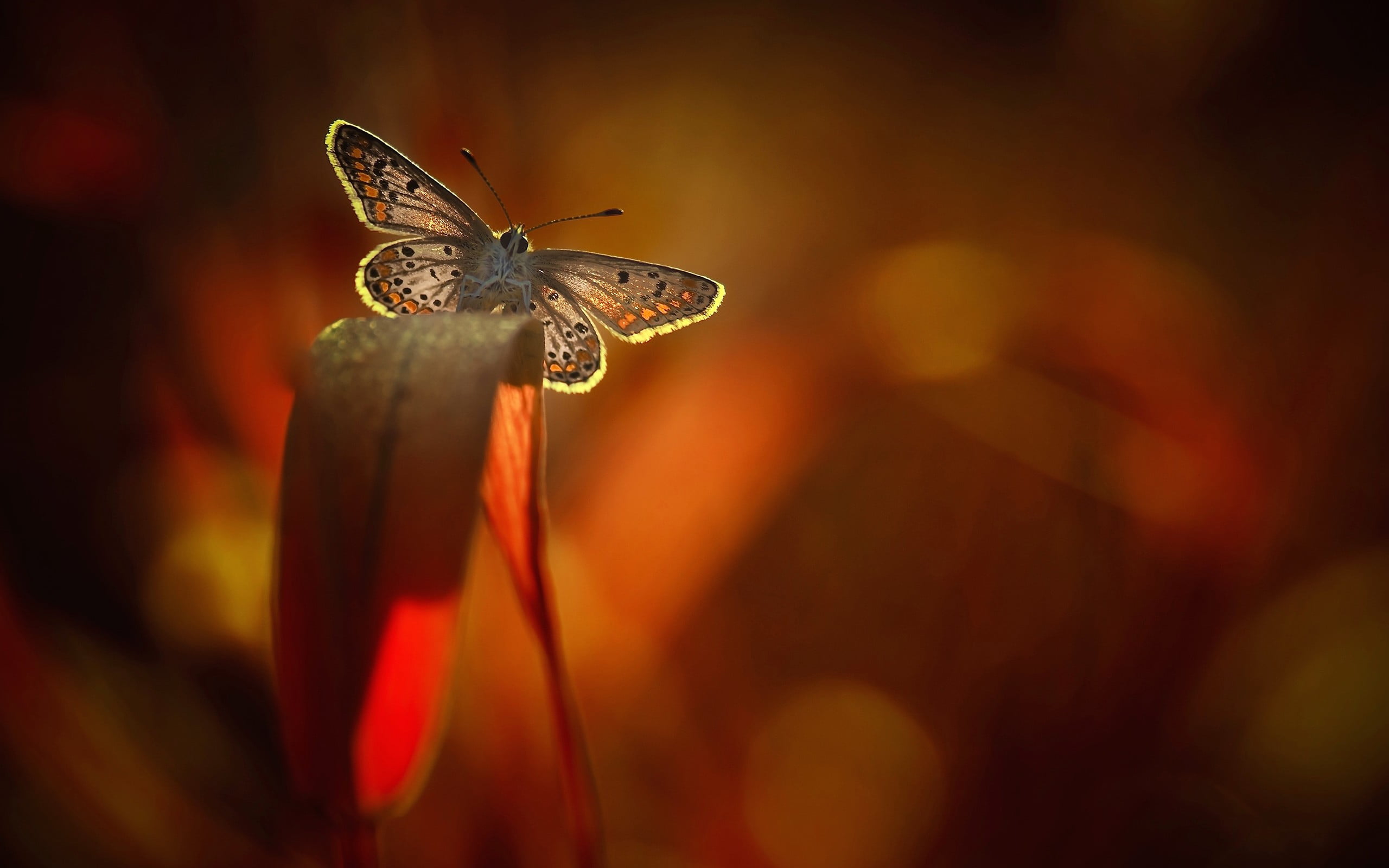 flowering plant, invertebrate, blue, flower, animals in the wild, nature, focus on foreground, pollination, fragility, vulnerability, animal body part, HD Wallpaper