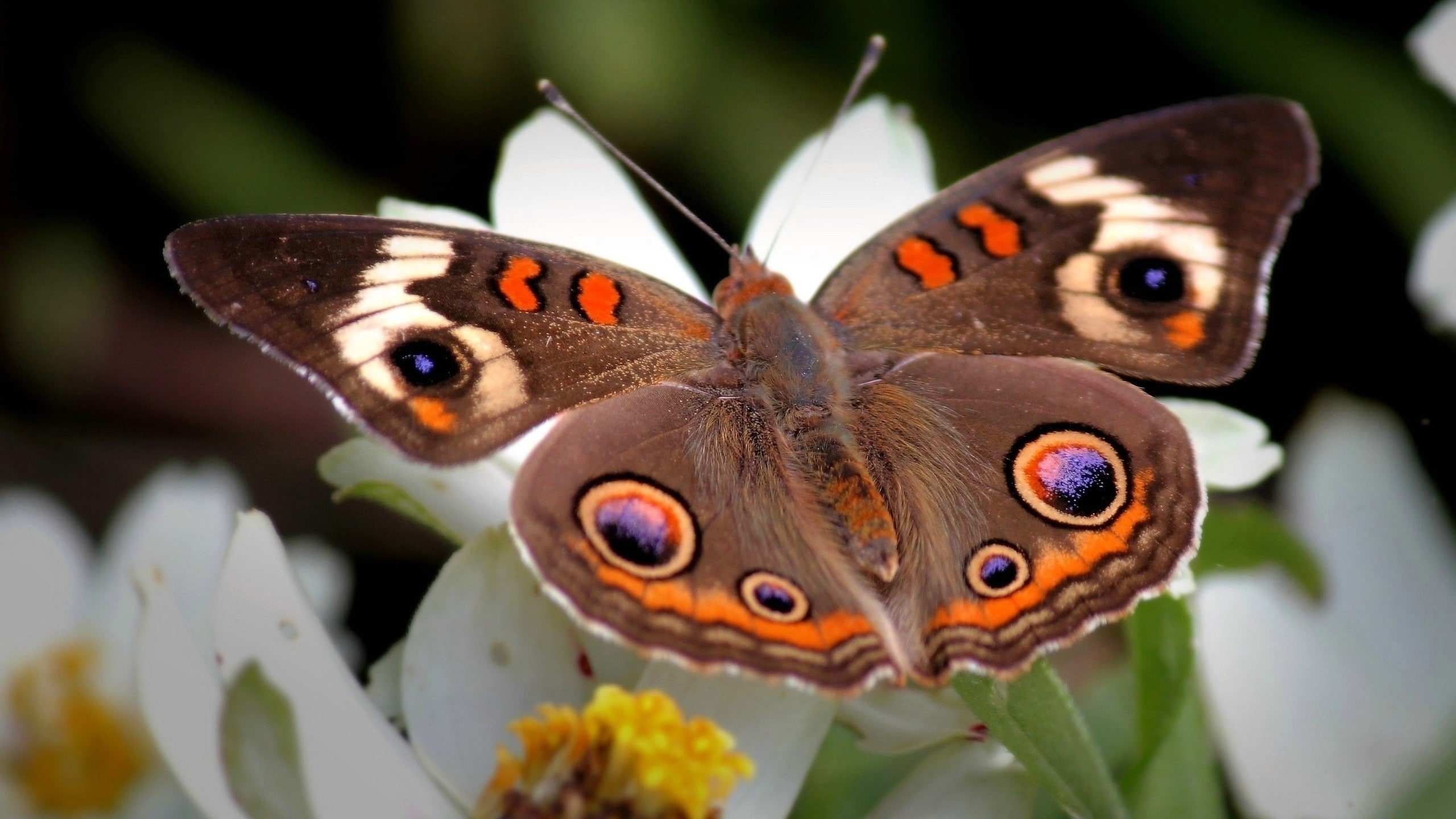beauty in nature, plants, animals, animals in the wild, animal wildlife, invertebrate, one animal, butterfly - insect, fragility, 2K, animal body part, HD Wallpaper