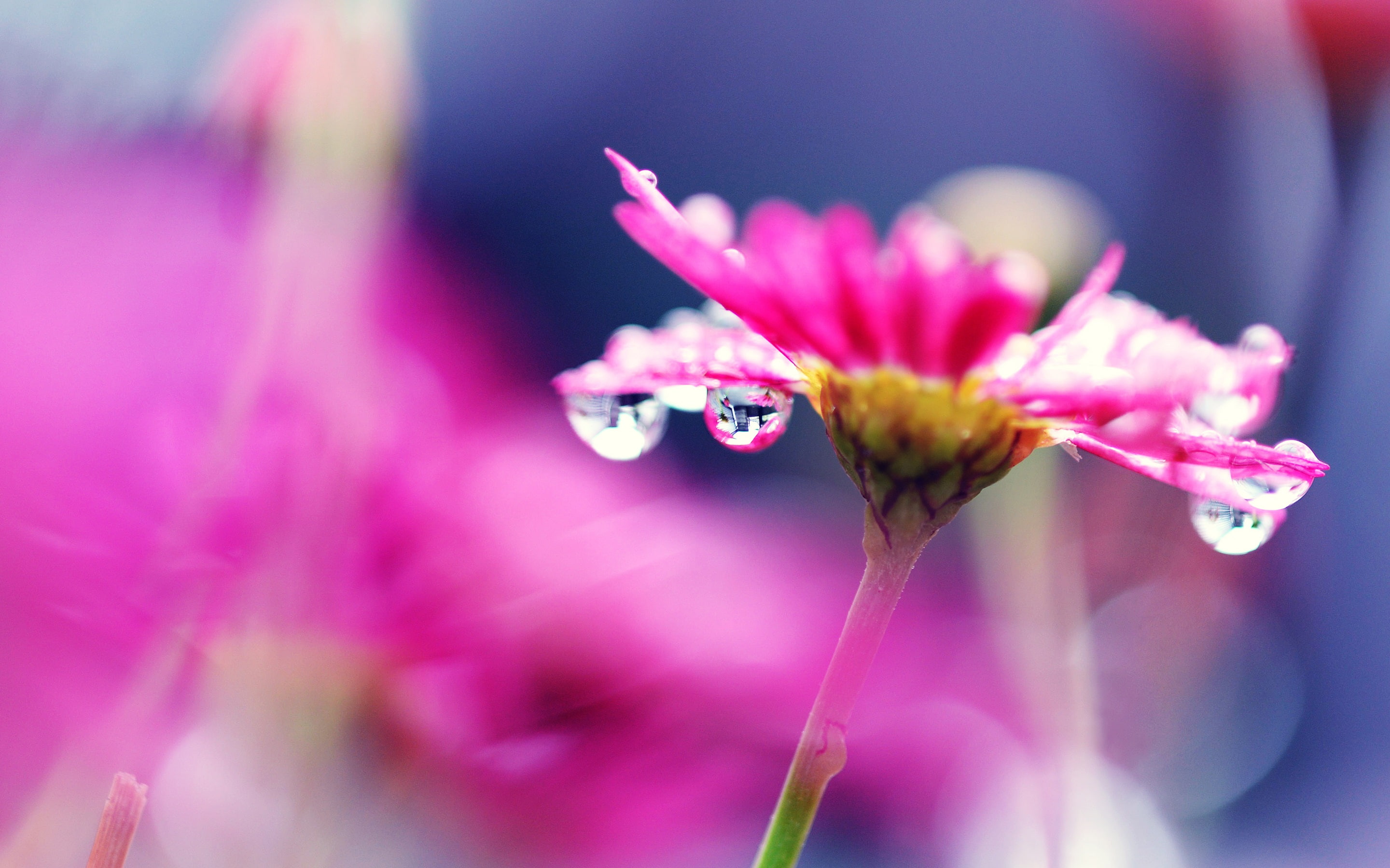 Flower, Photography, Macro, Bright, 2K, Pink, Droplets, Water, Blurry, HD Wallpaper
