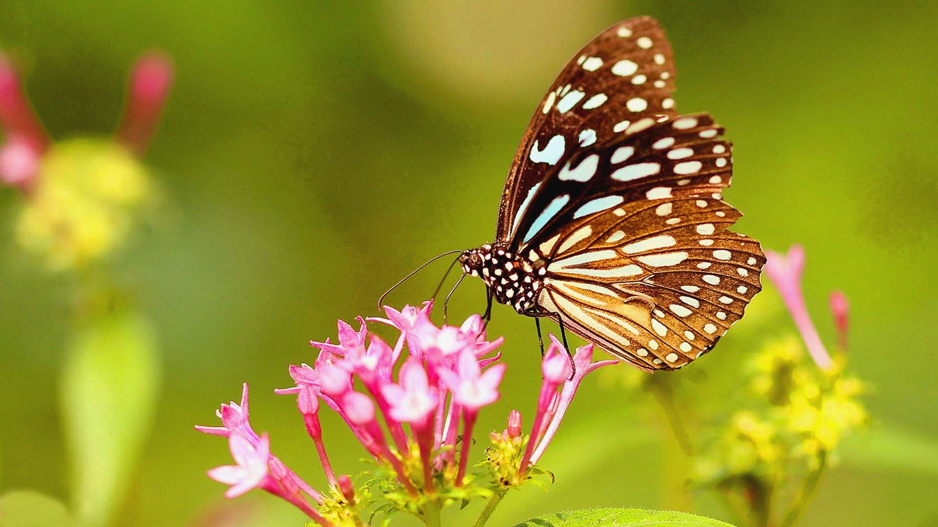 flowering plant, petal, animal wing, invertebrate, blurry, 1080P, animal, animal wildlife, vulnerability, garden, one animal, freshness, animal themes, HD Wallpaper