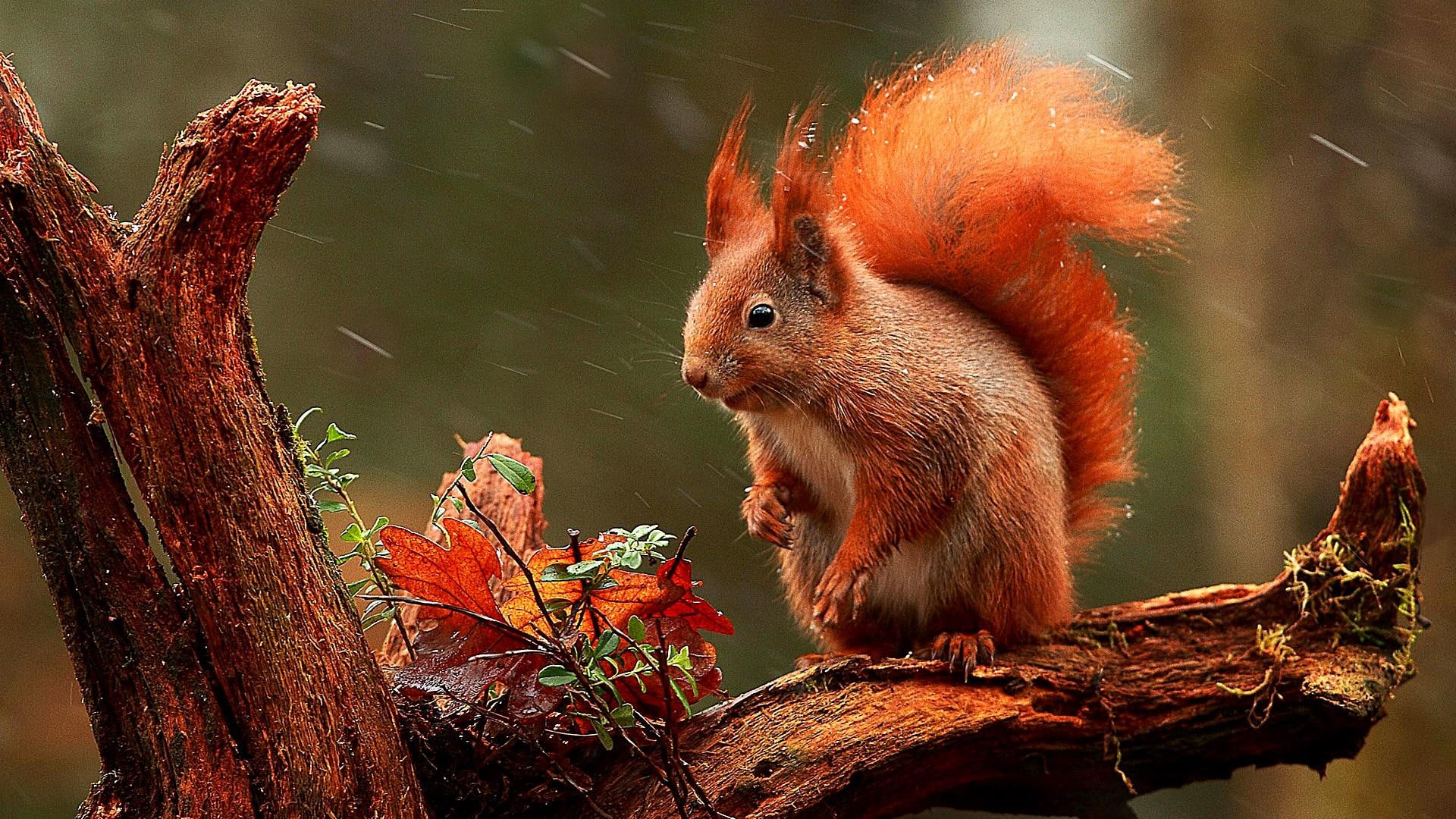 snowing, squirrel, cute, blurry, 1080P, tree, HD Wallpaper