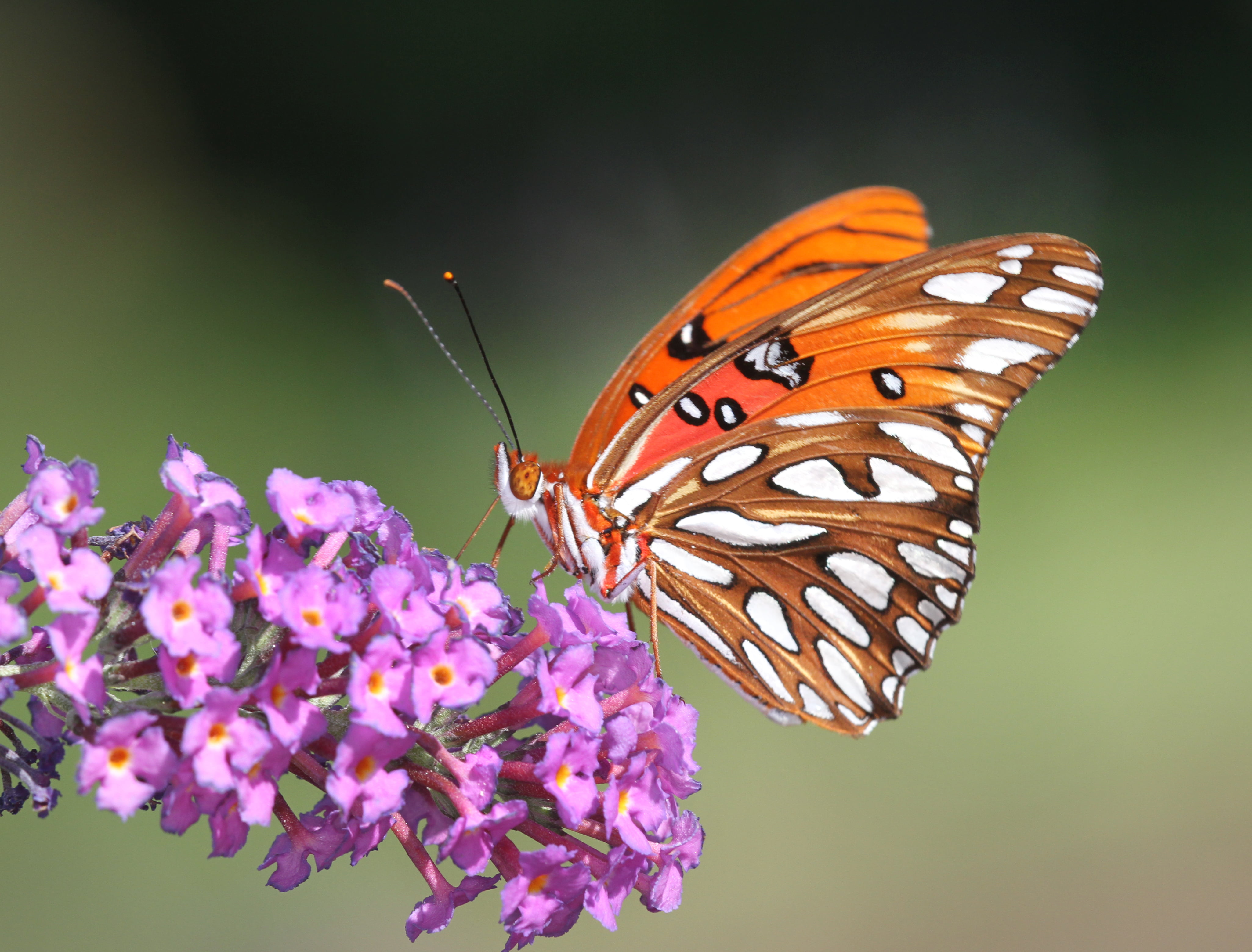 meadow, animal, perched, North Carolina, multi Colored, brown, flower, butterfly, fritillary, 4K, photography, Agraulis vanillae, selective, Gulf Fritillary, HD Wallpaper