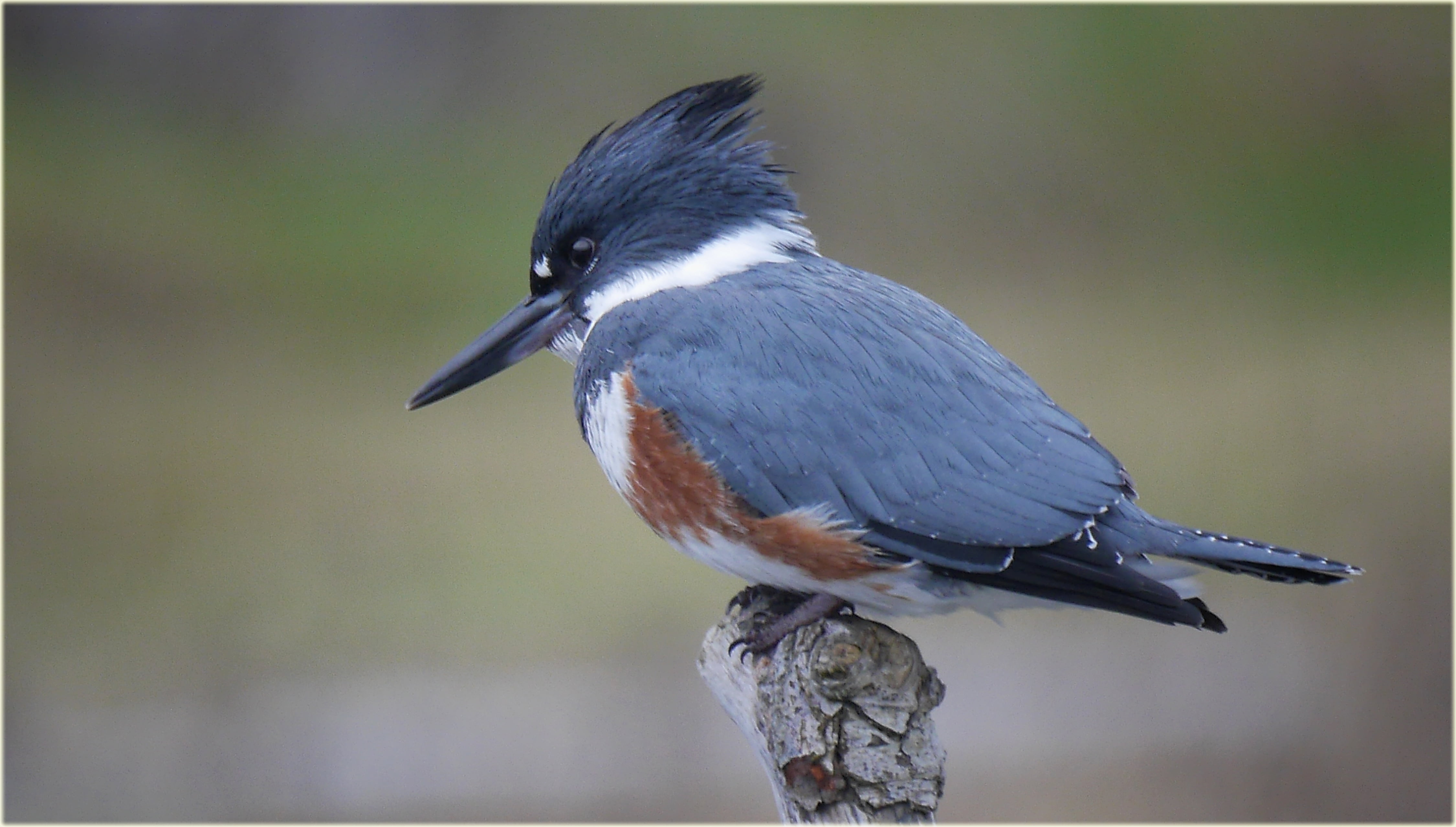 French  Creek, clear, bird, 4K, orange, blue, bird Watching, BC, closeup, female, belted kingfisher, belted, humming bird, animal, wildlife, nature, feather, HD Wallpaper