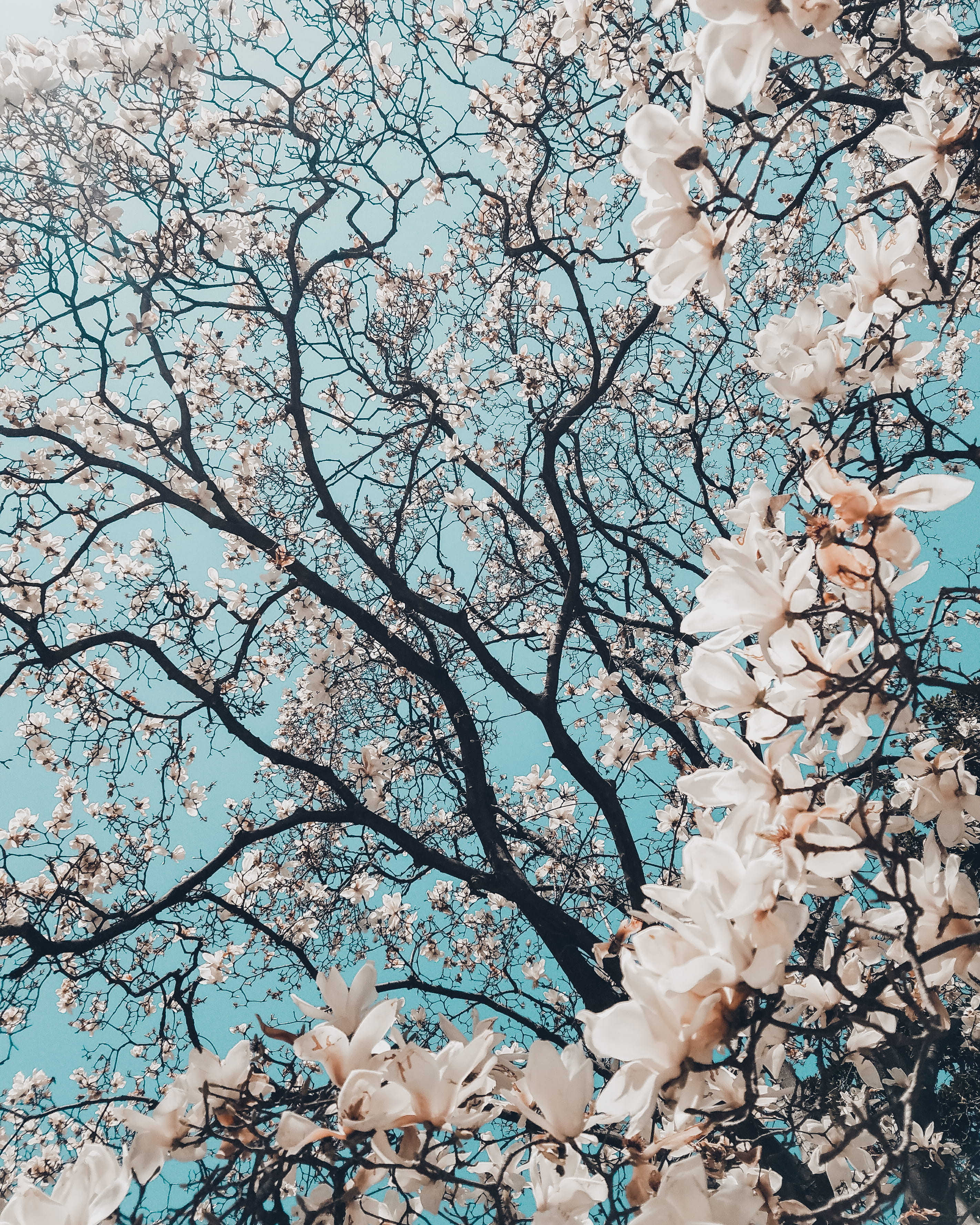 flower, nature, petal, 2K, cherry, day, softness, plant, tree, low angle view, bloom, branch, freshness, blossom, botany, beauty in nature, twig, springtime, Phone HD Wallpaper
